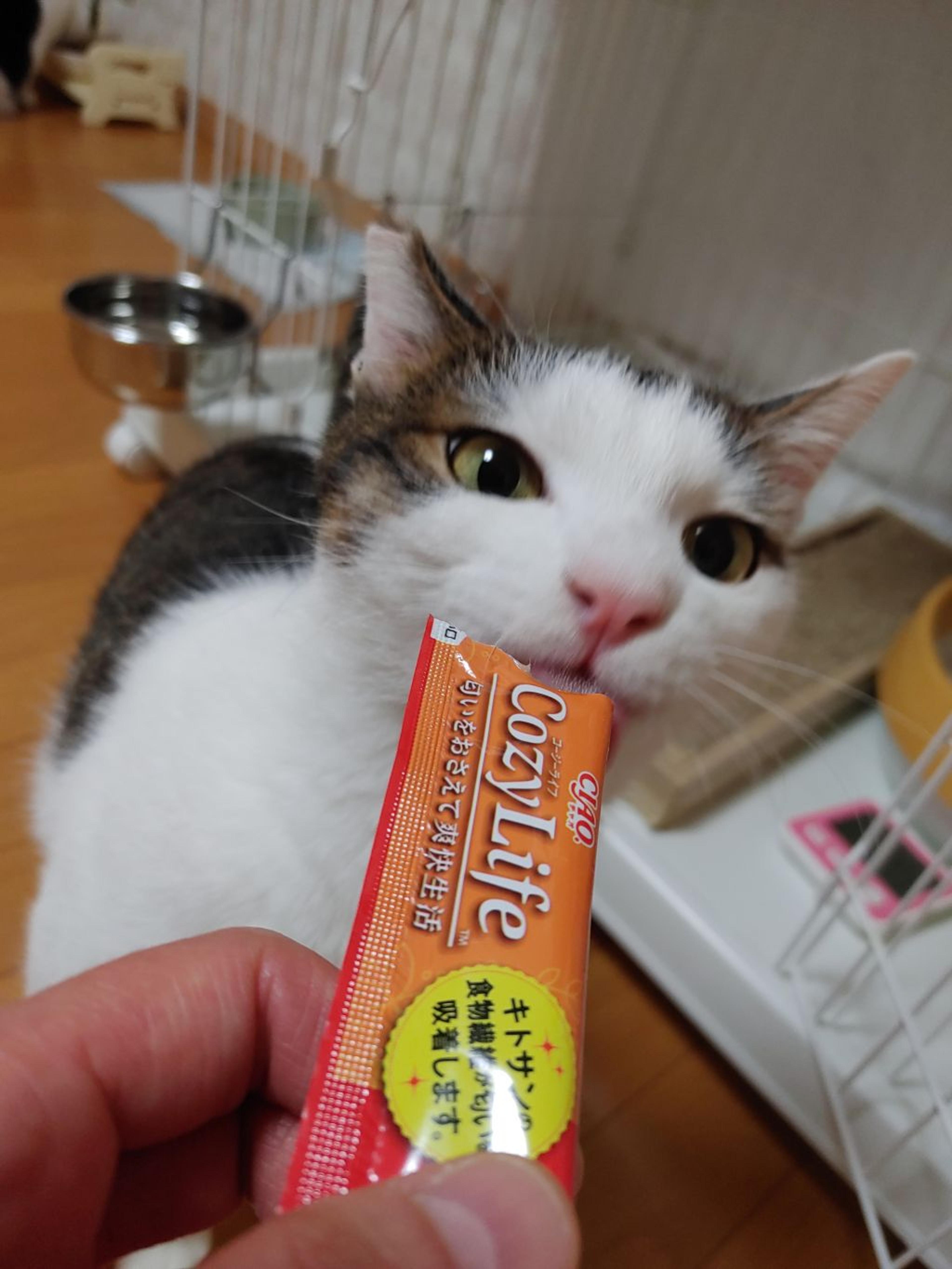 pet-image-3