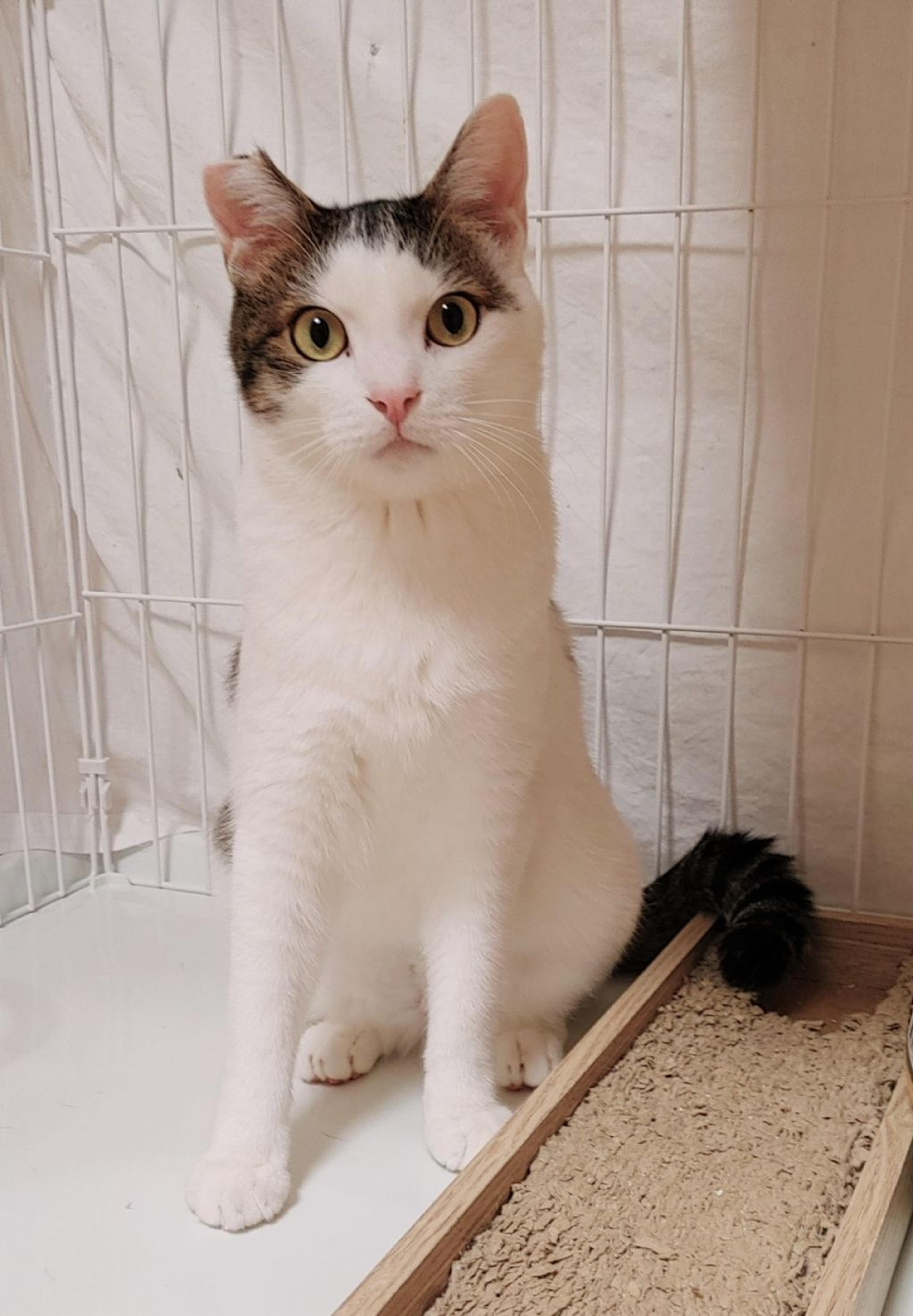 pet-image-4
