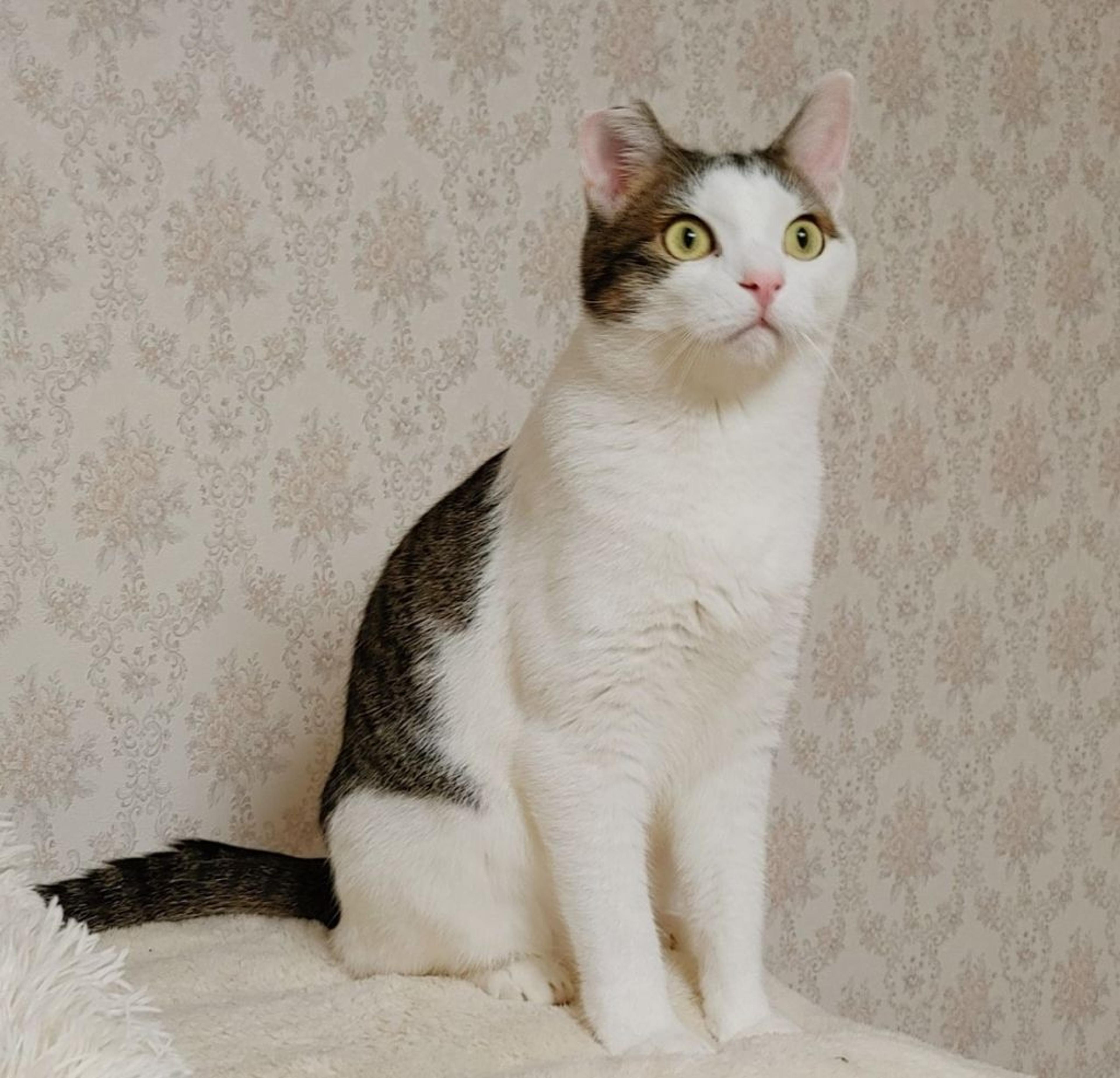 pet-image-5
