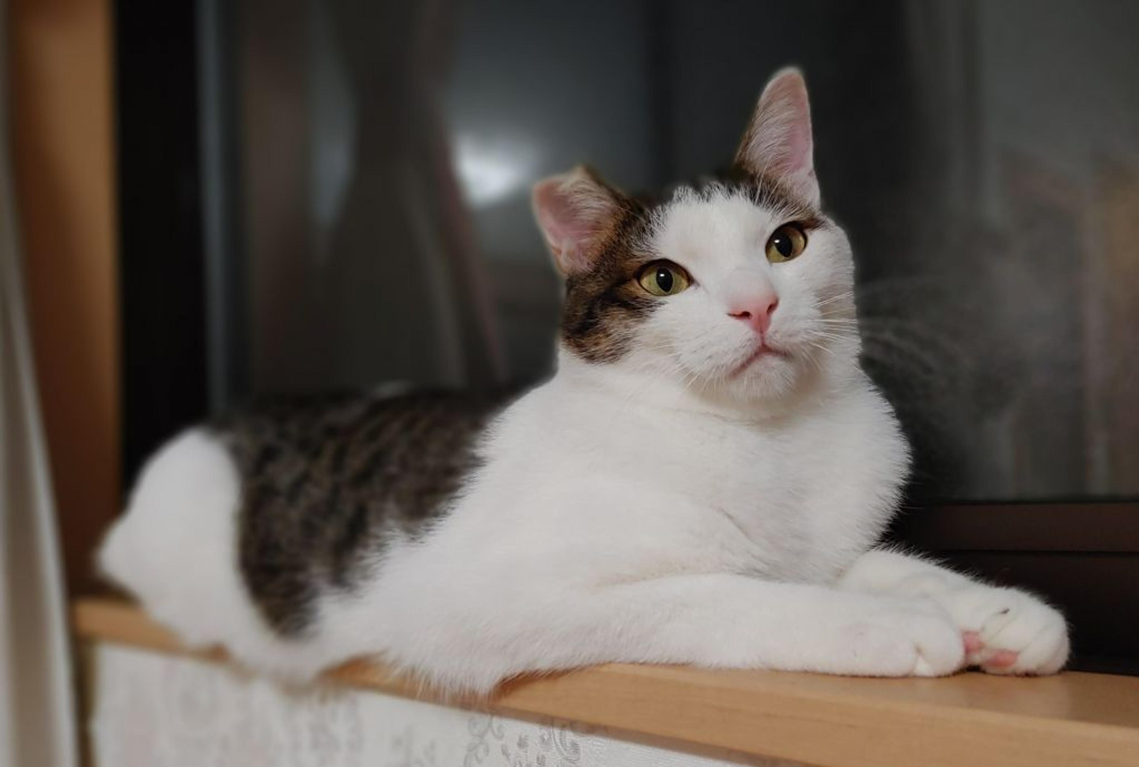 pet-image-6