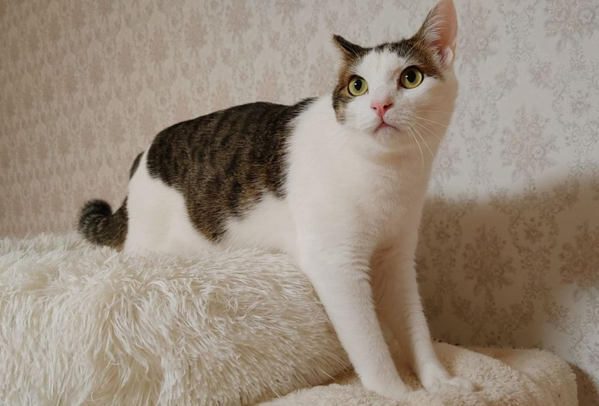 pet-image-7