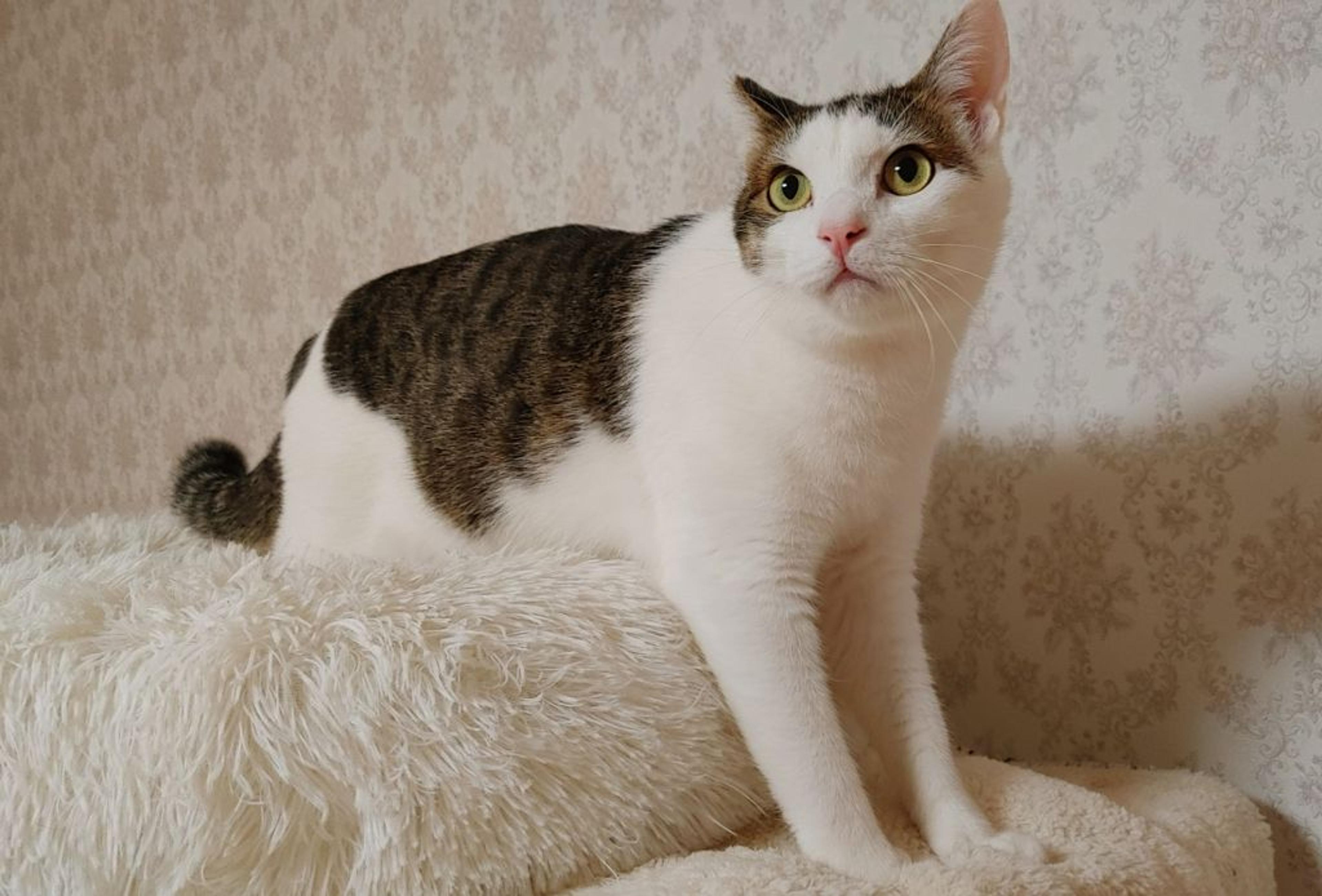 pet-image-7