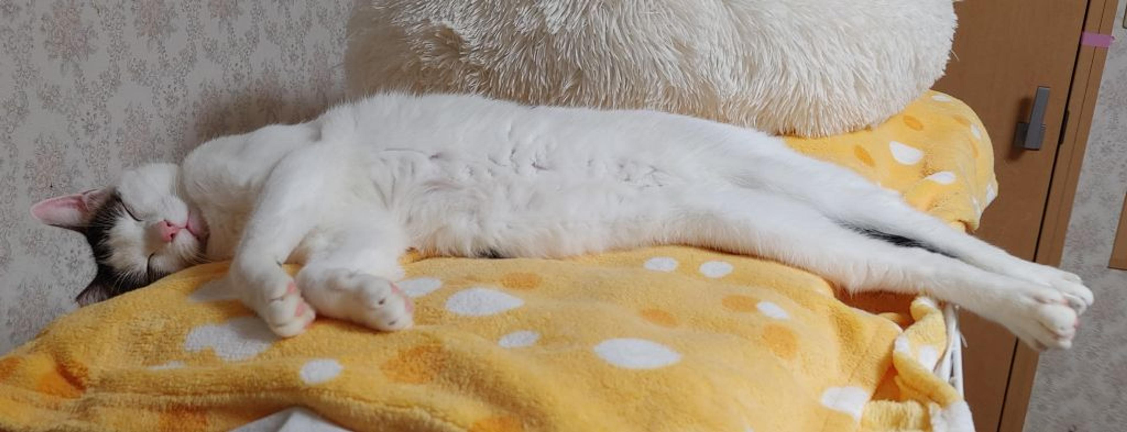 pet-image-8