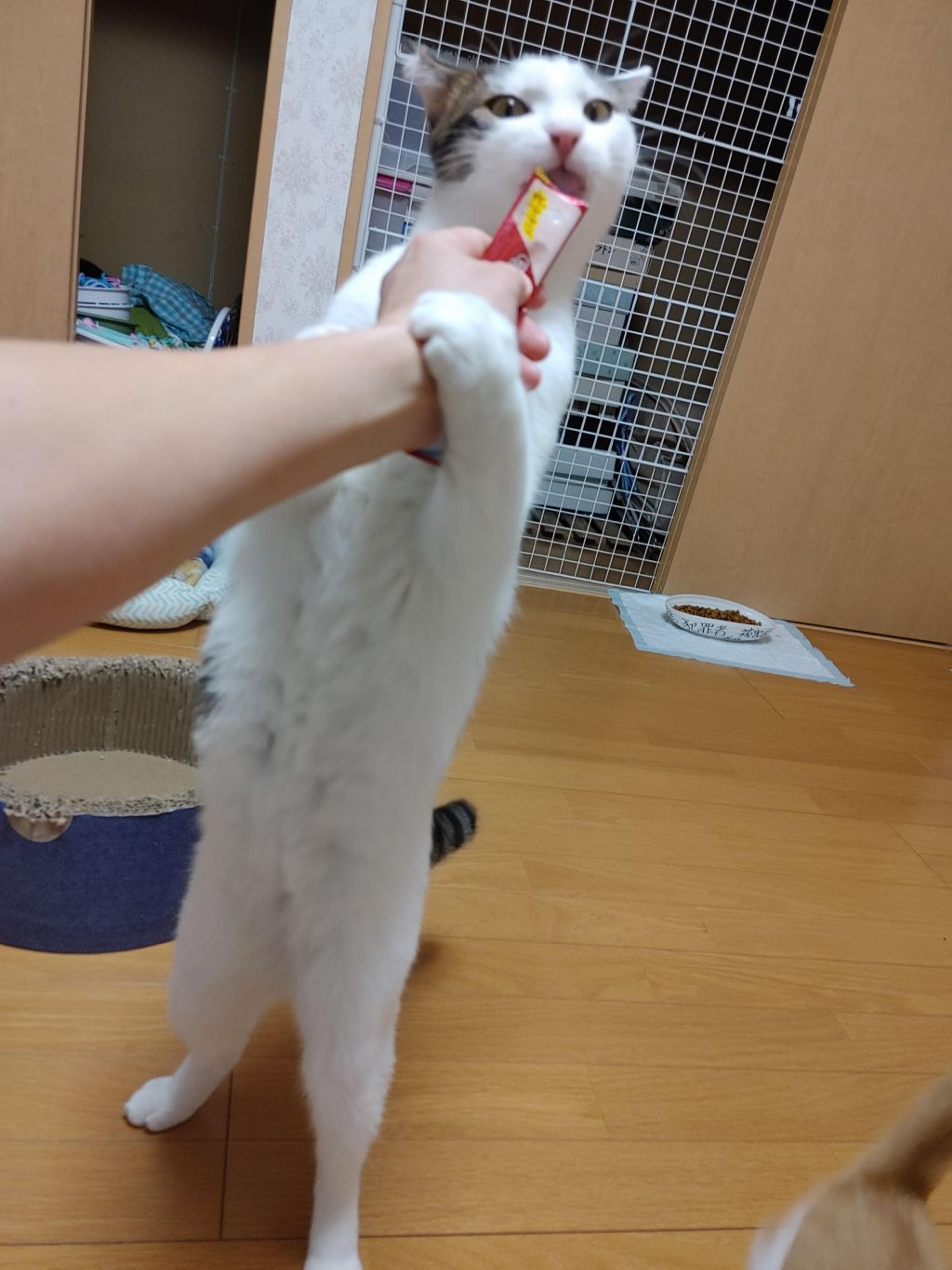 pet-image-9