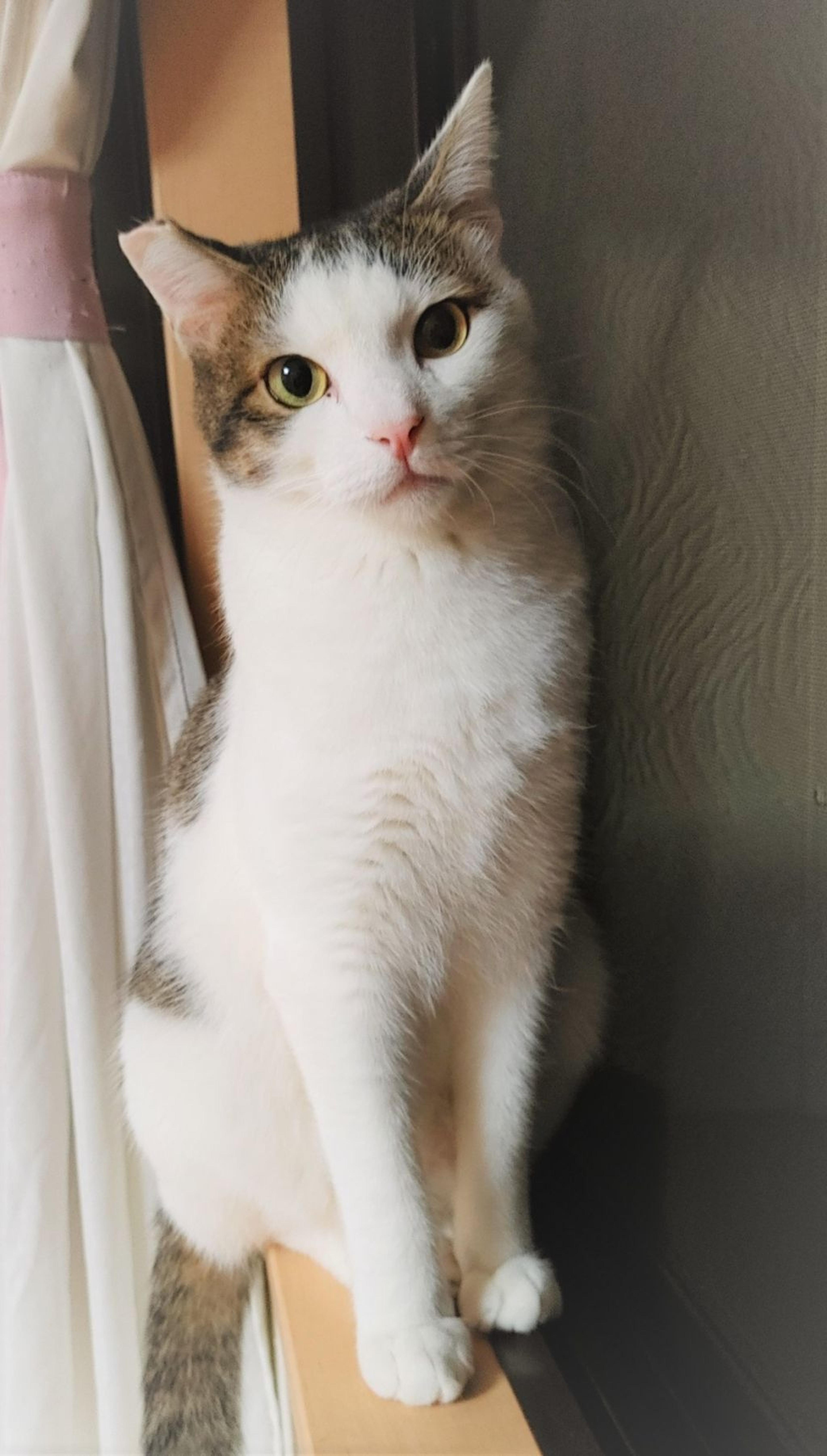 pet-image-10