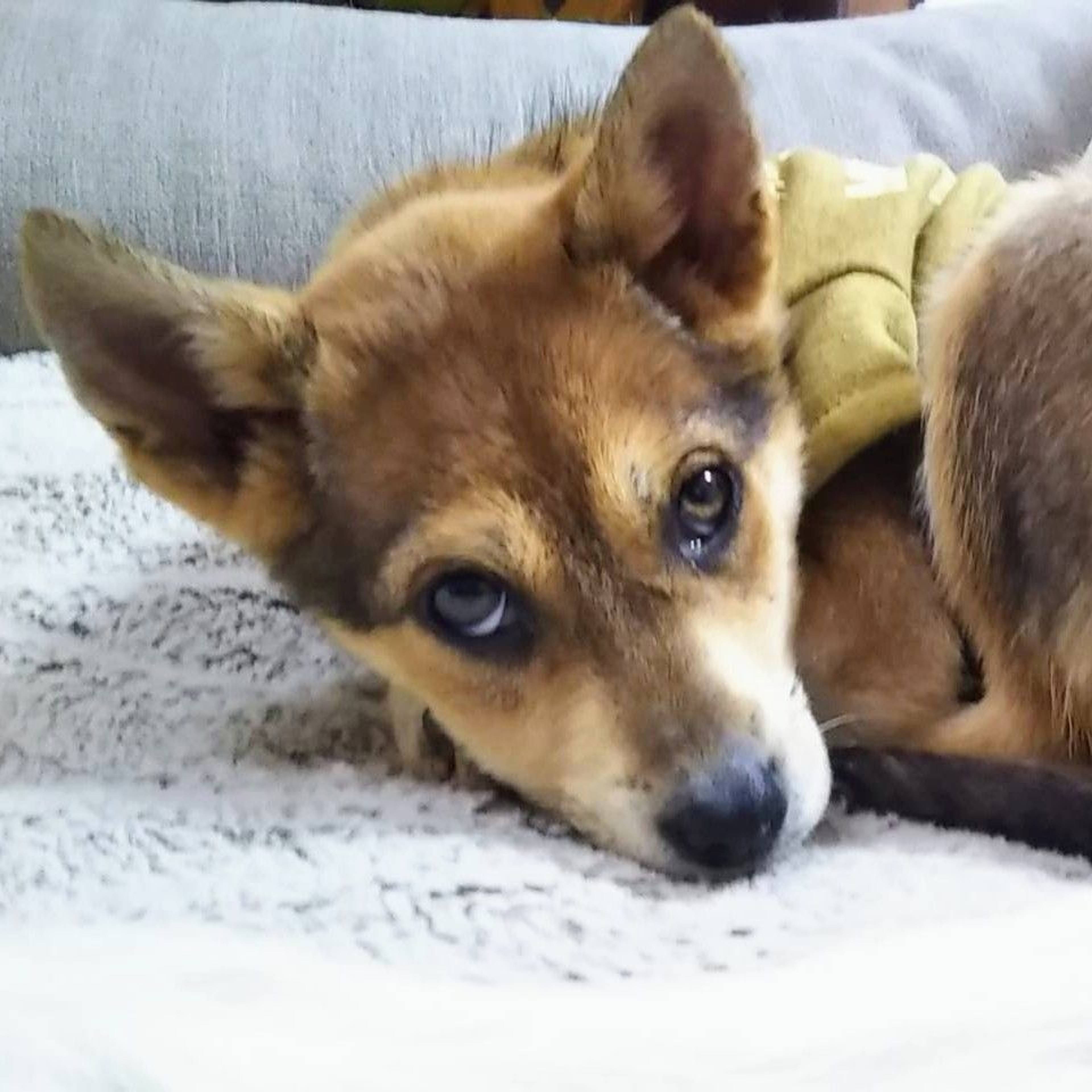 雑種（ミックス犬）・メスの里親募集の写真
