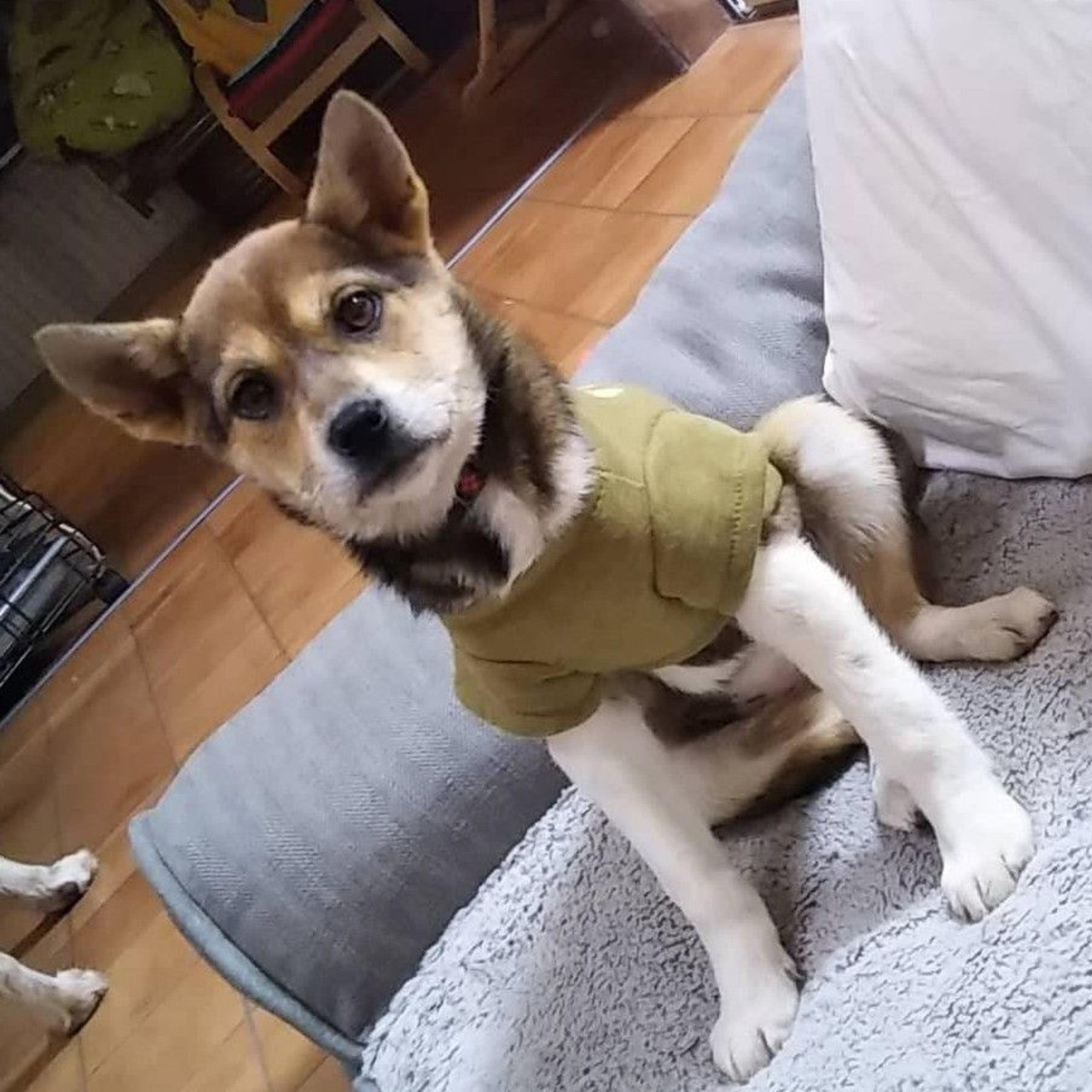 pet-image-2