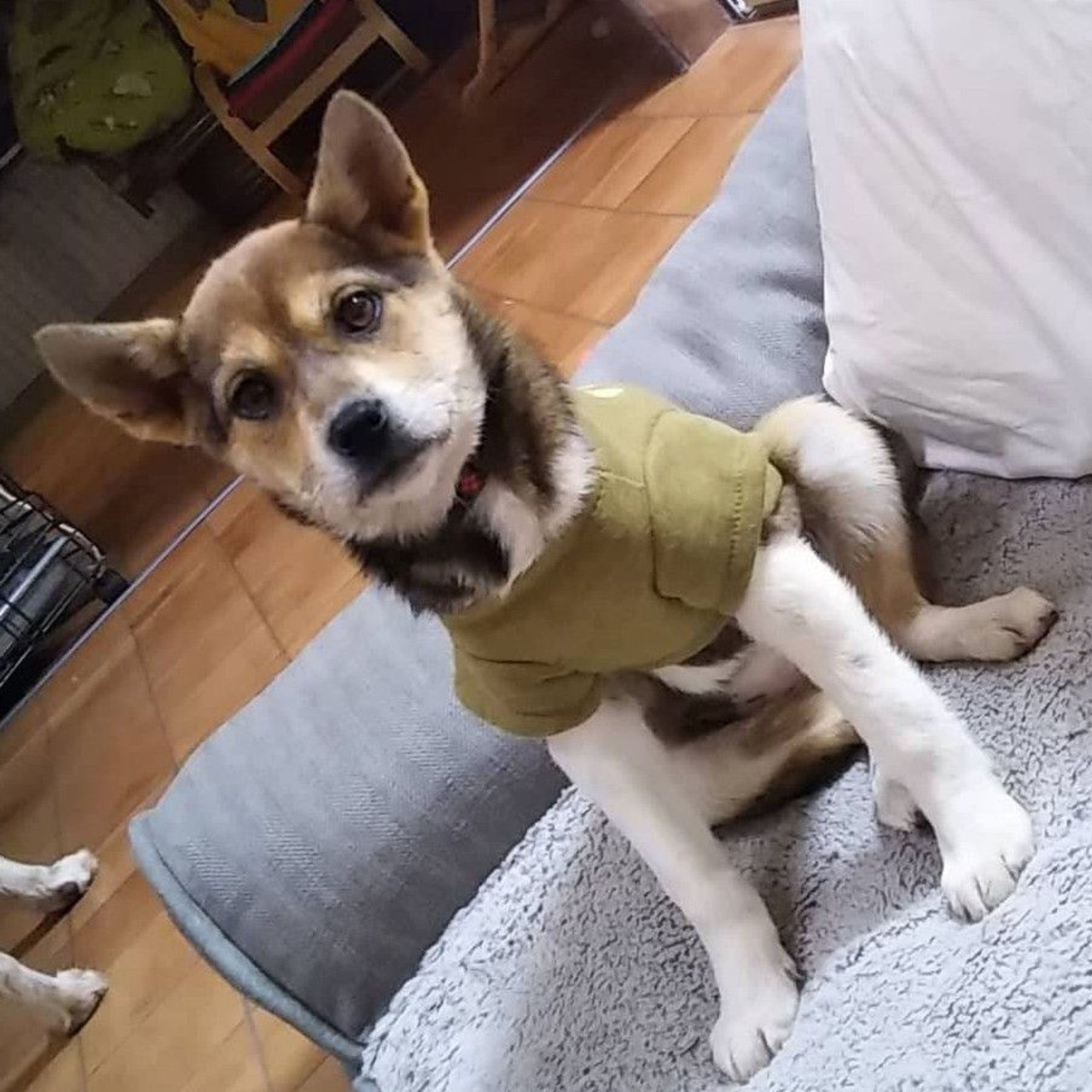 pet-image-2