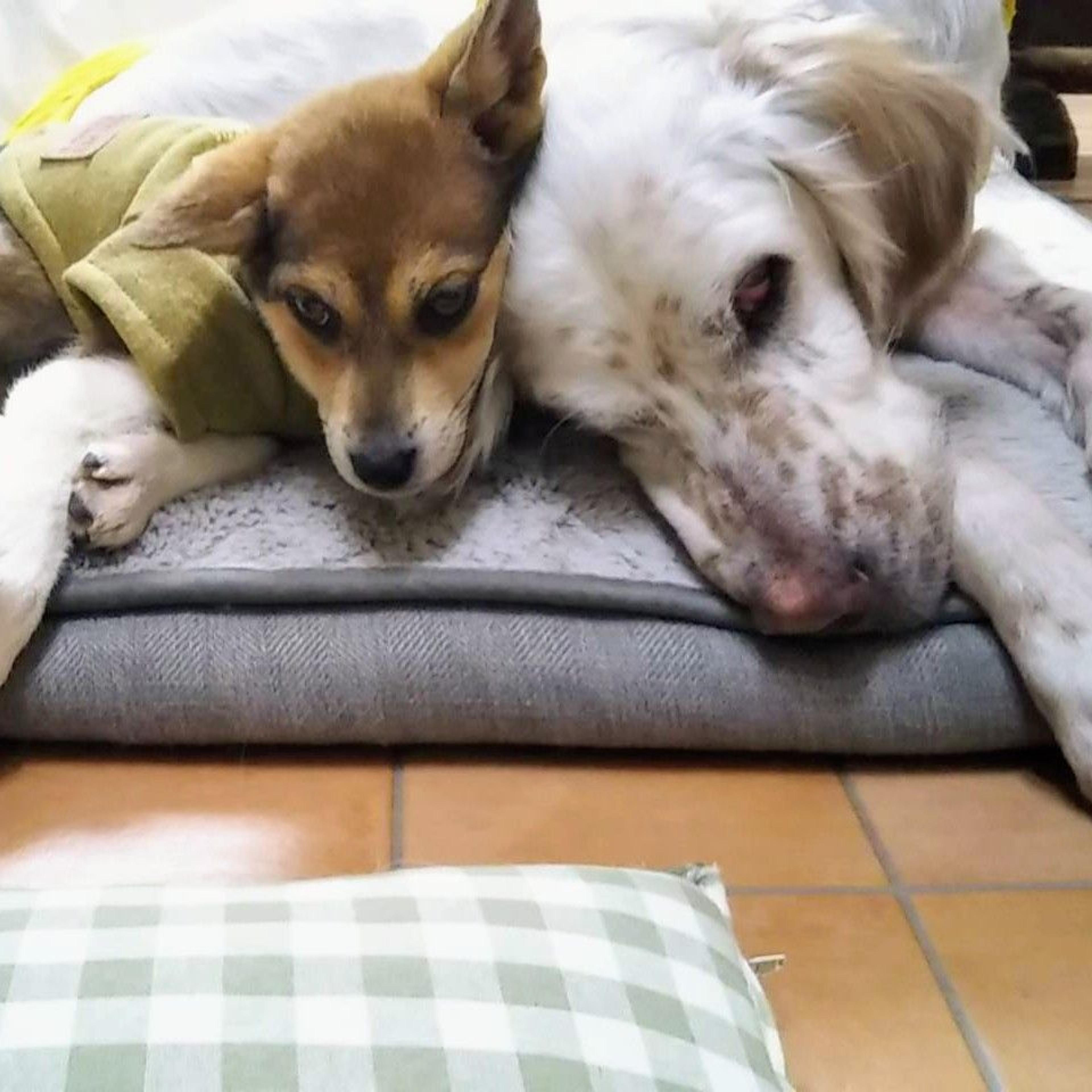 pet-image-3