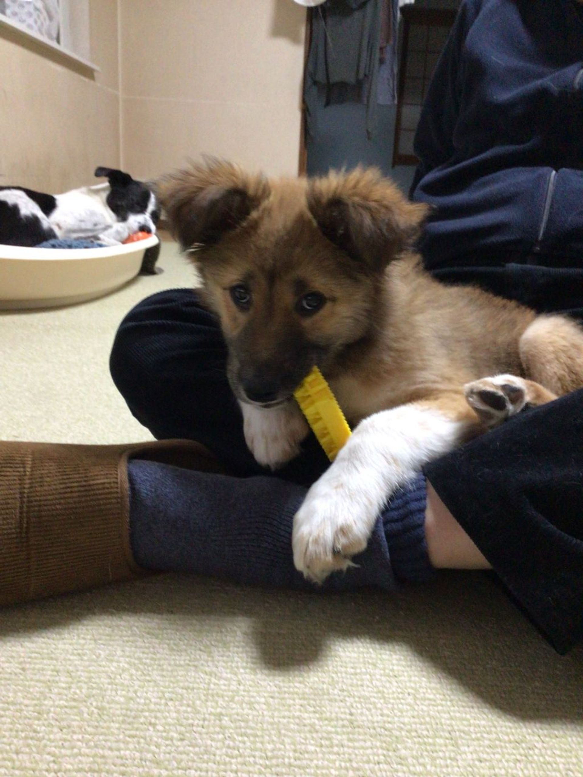 雑種（ミックス犬）・メスの里親募集の写真
