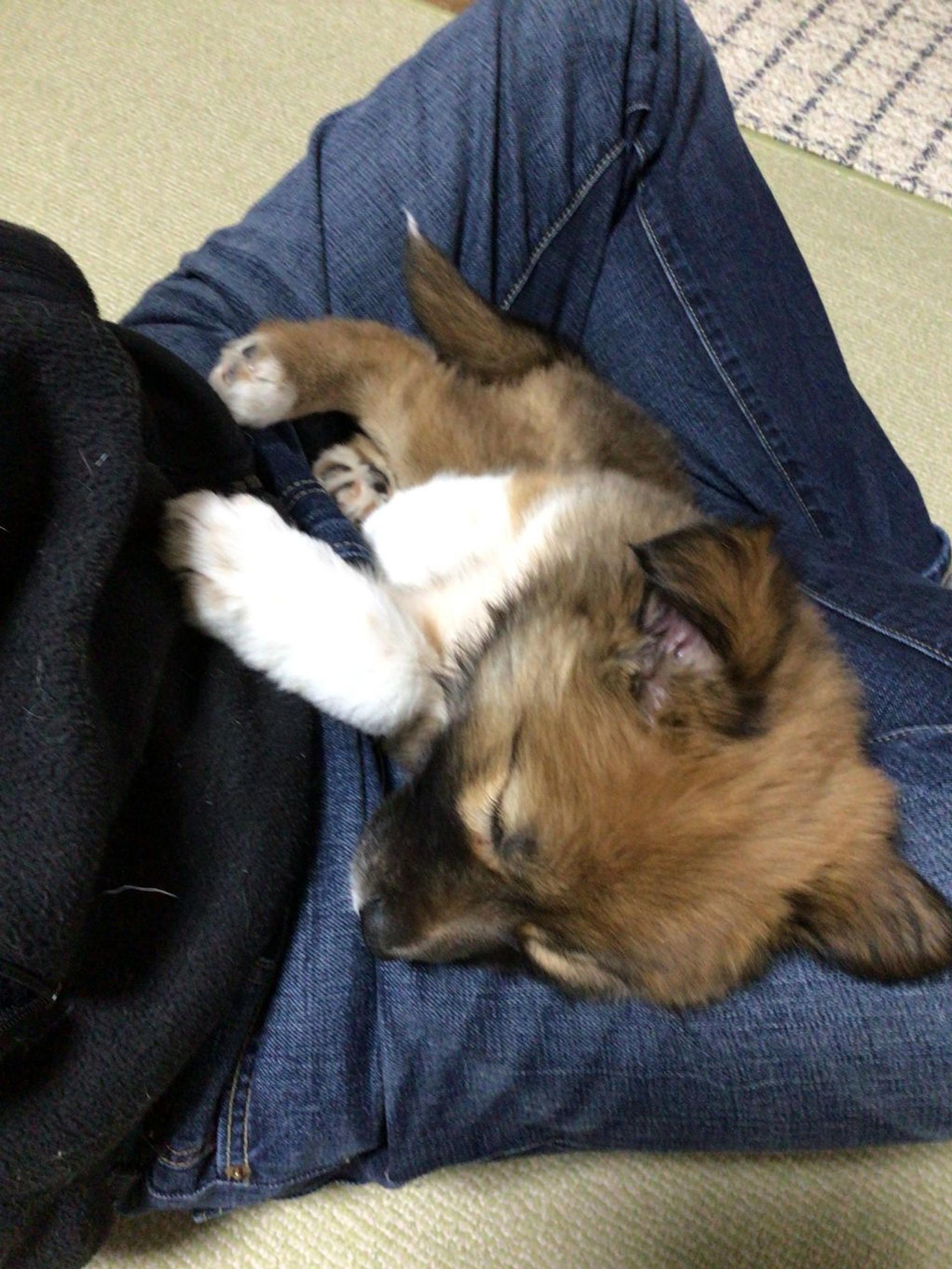 pet-image-3