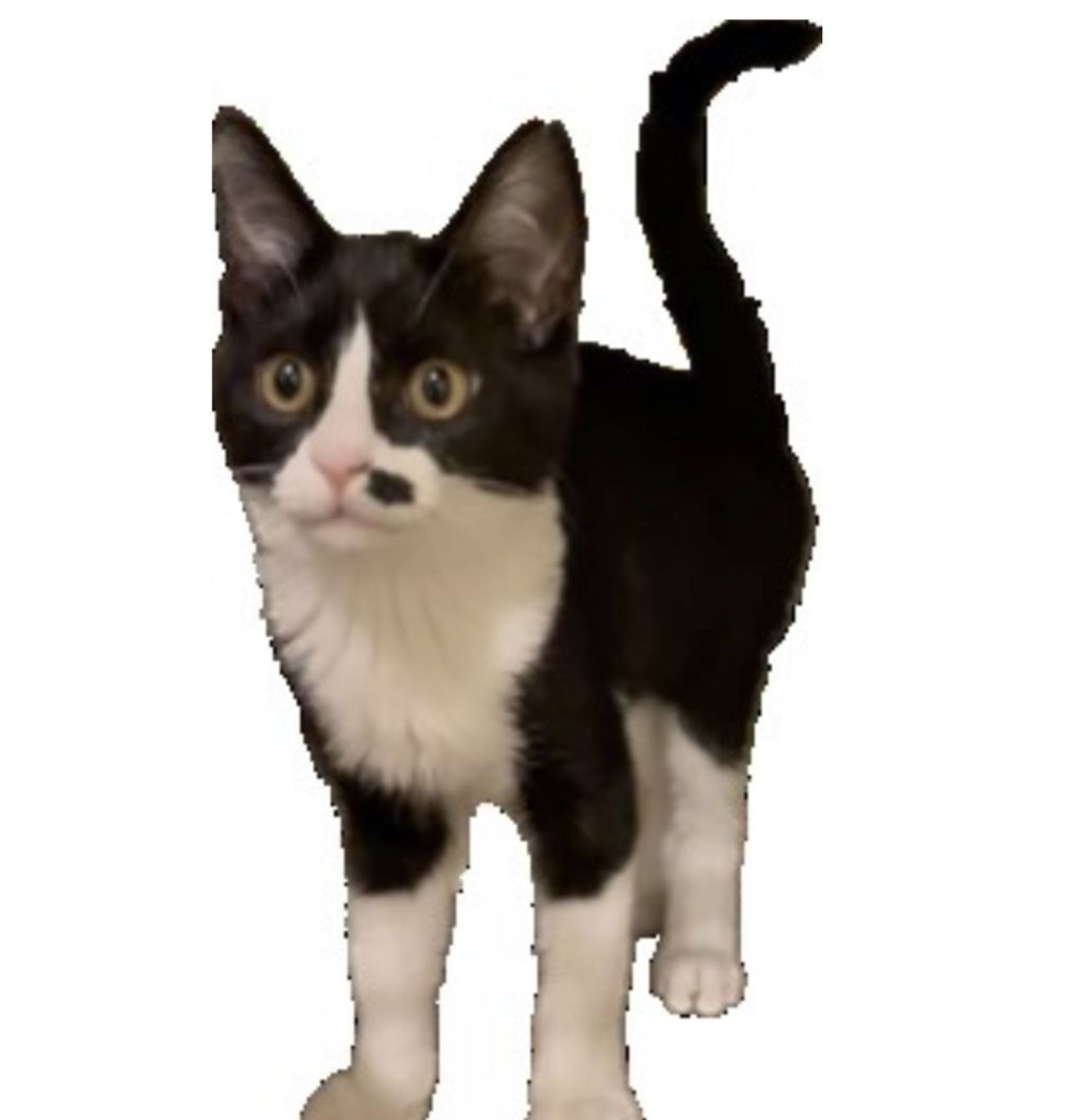 雑種（ミックス猫）・メスの里親募集の写真