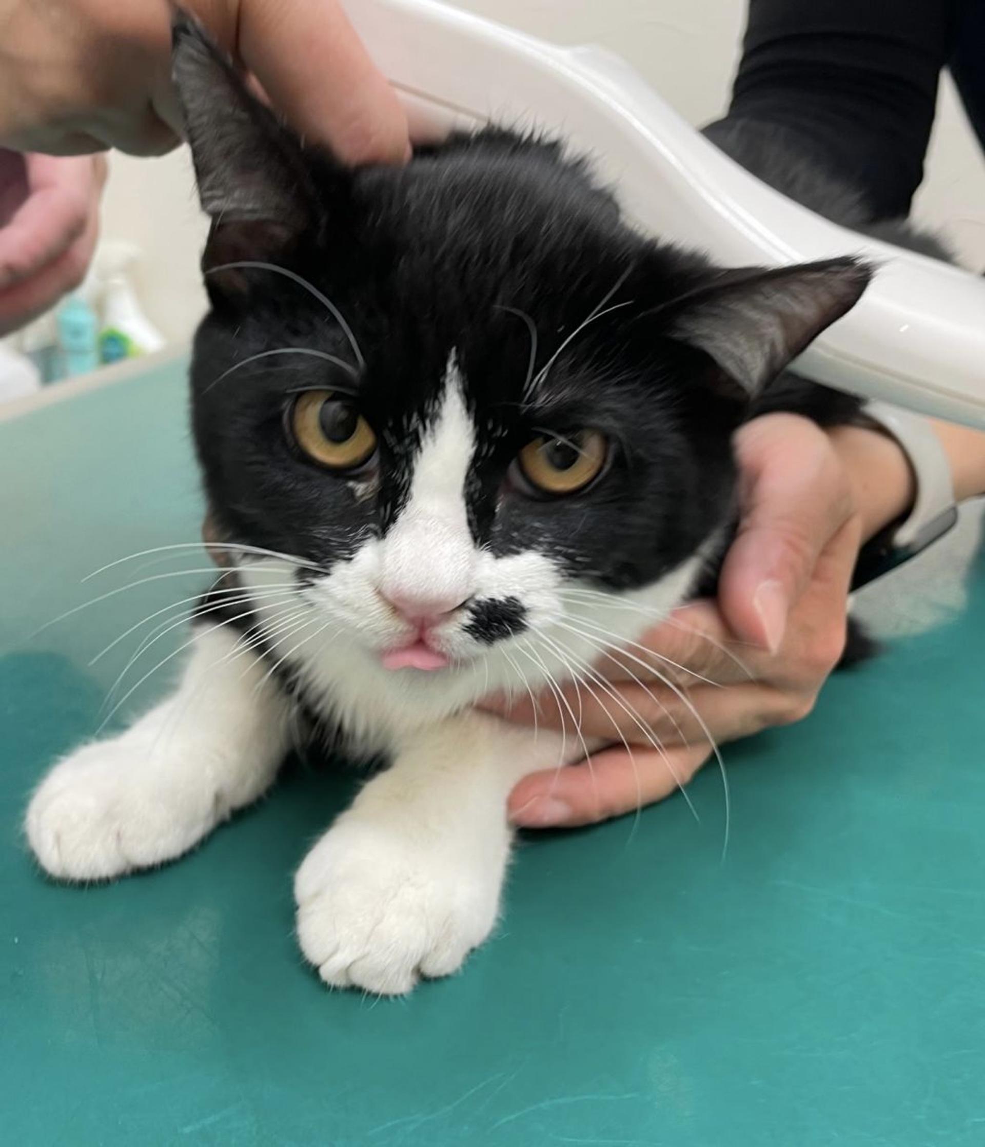 pet-image-8