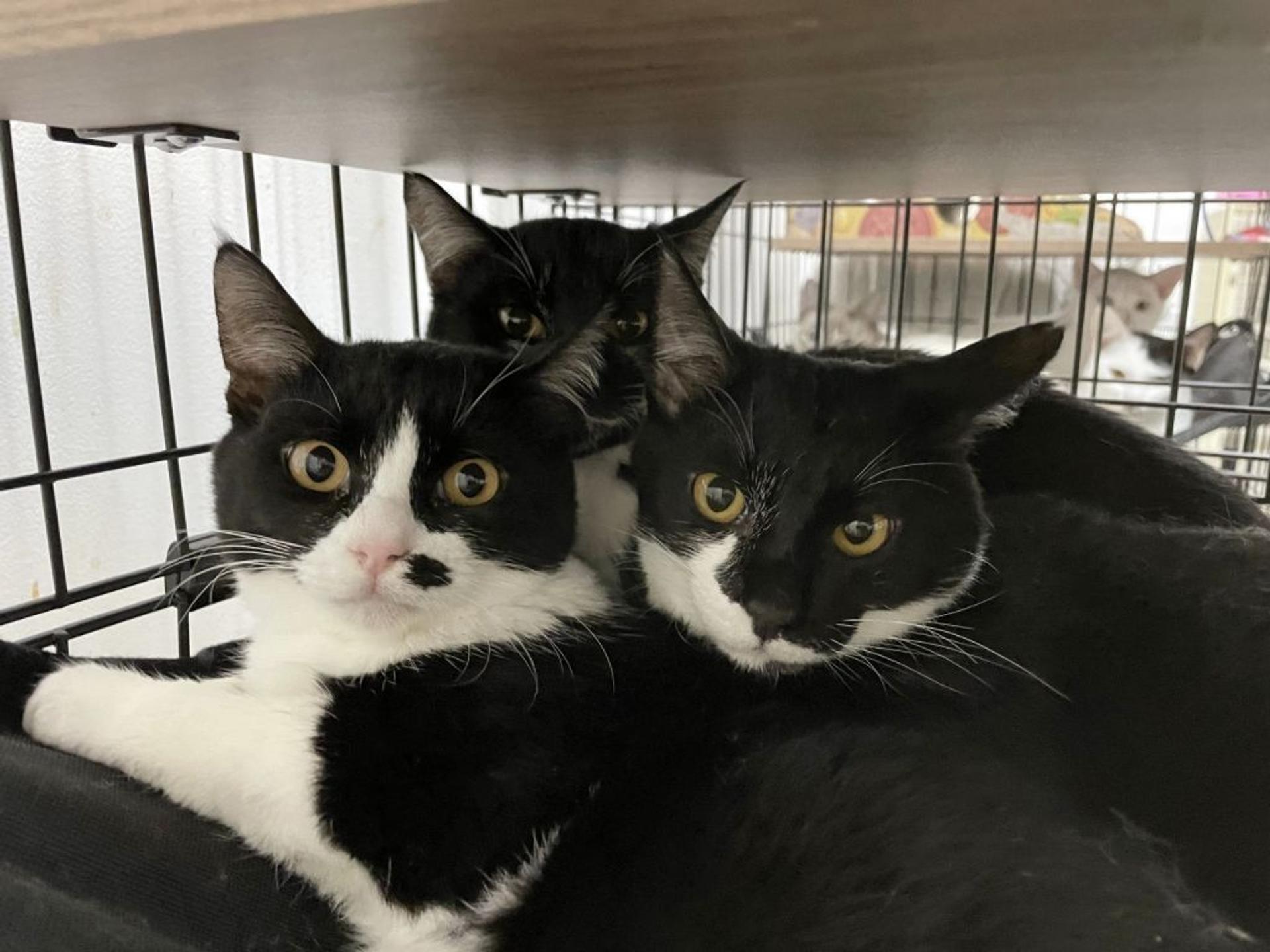 pet-image-9