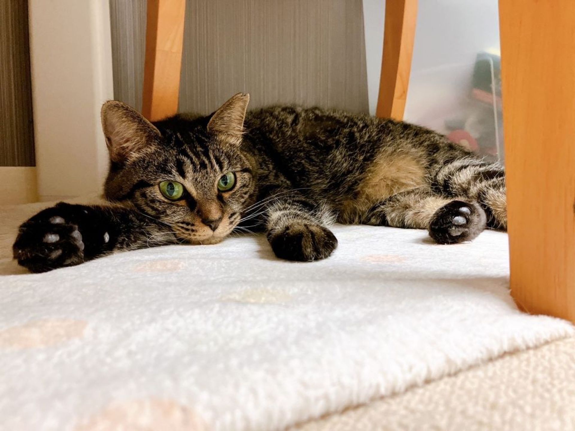 雑種（ミックス猫）・メスの里親募集の写真