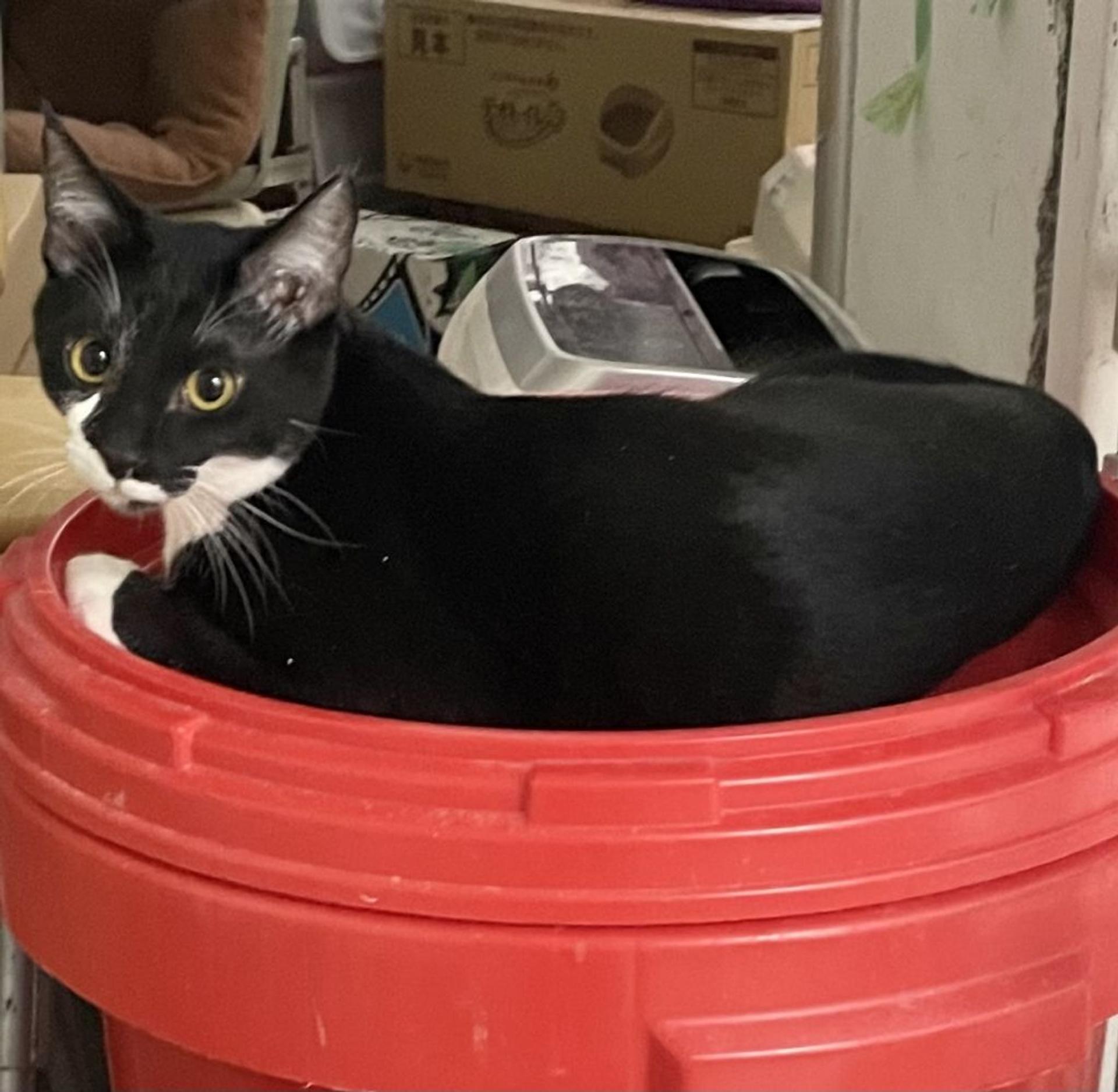 pet-image-5