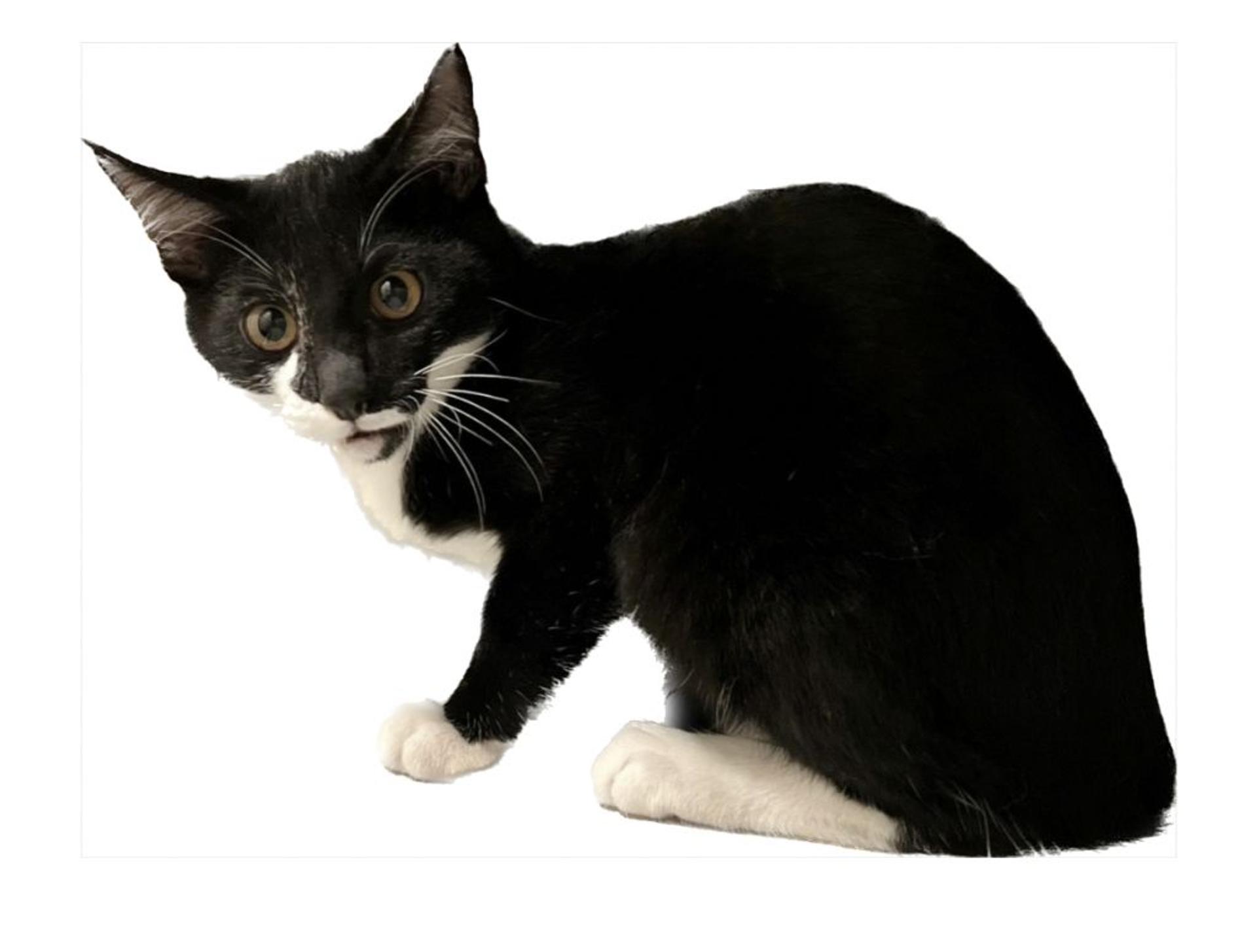 pet-image-6
