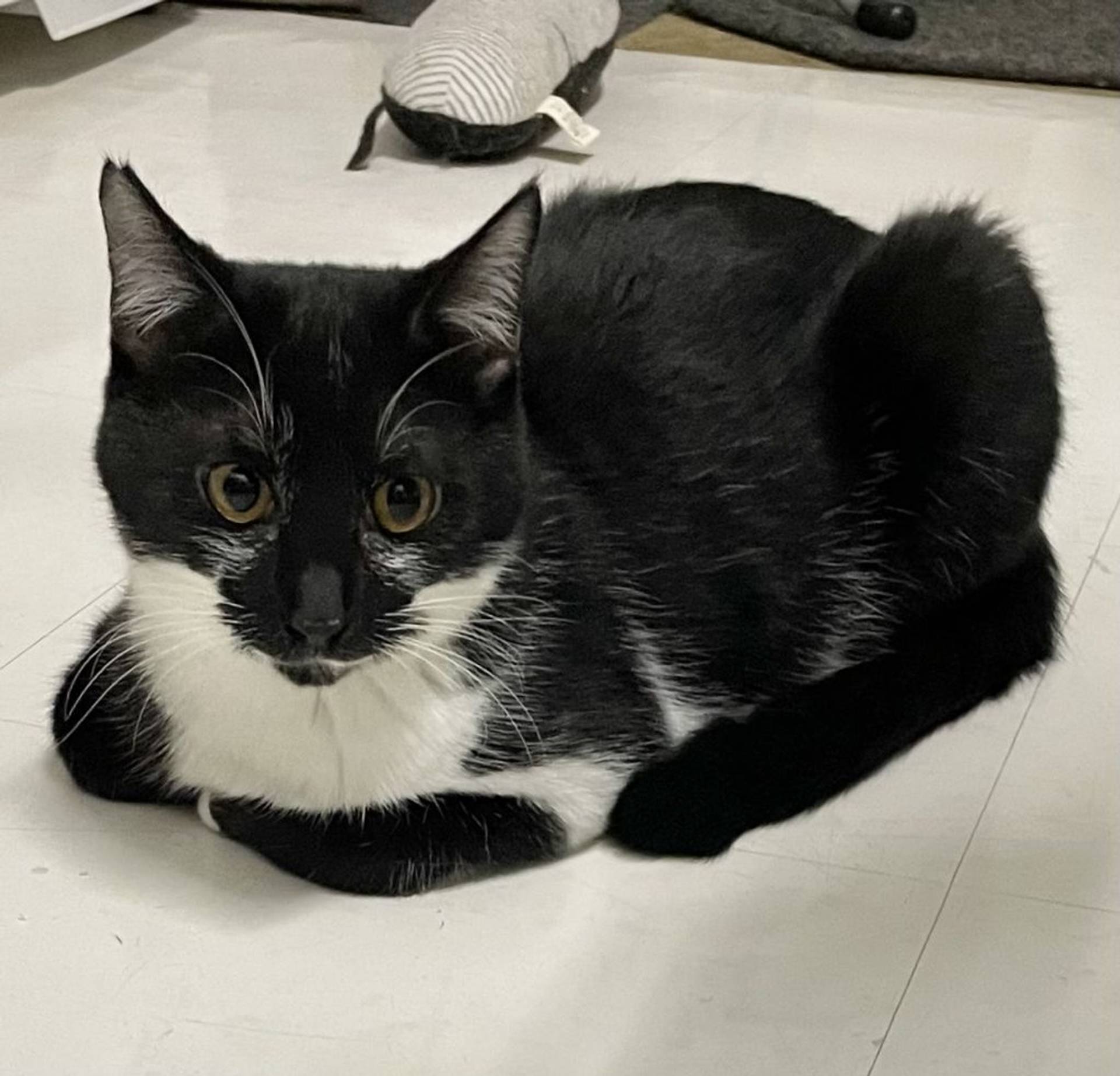 雑種（ミックス猫）・オスの里親募集の写真