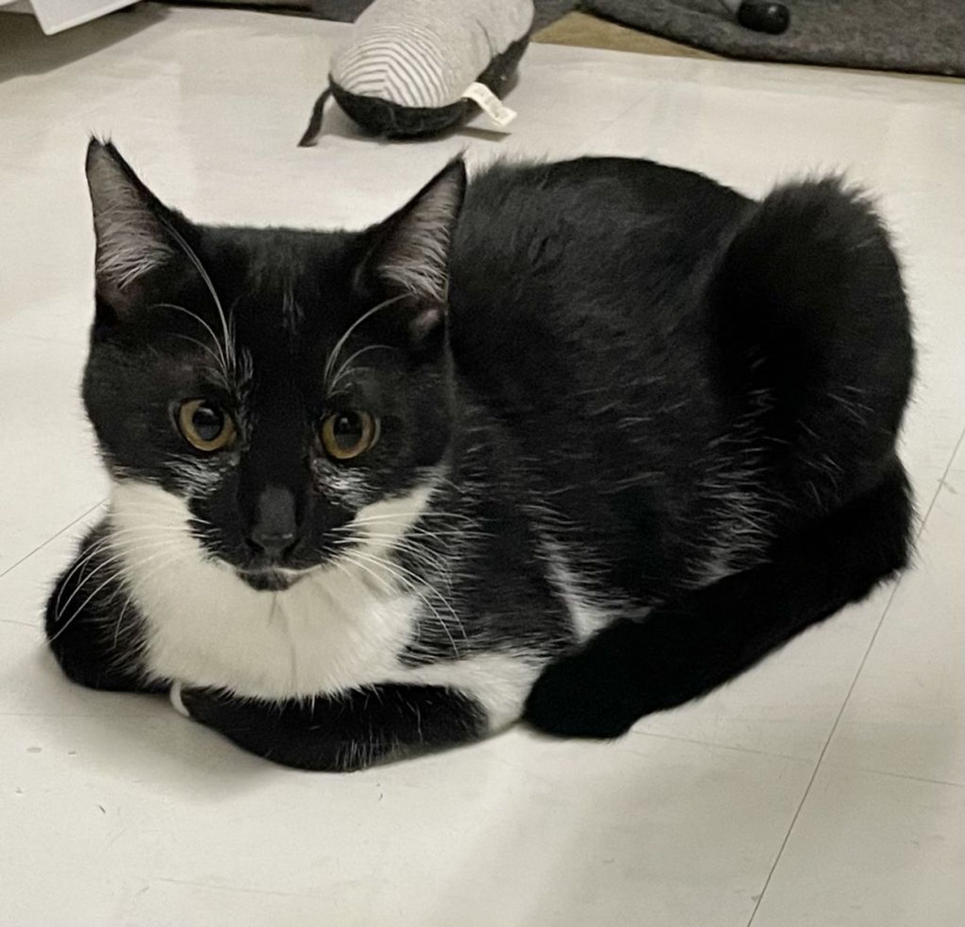 雑種（ミックス猫）・オスの里親募集の写真