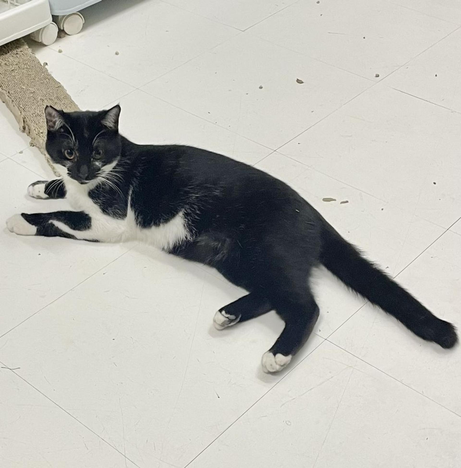 pet-image-4