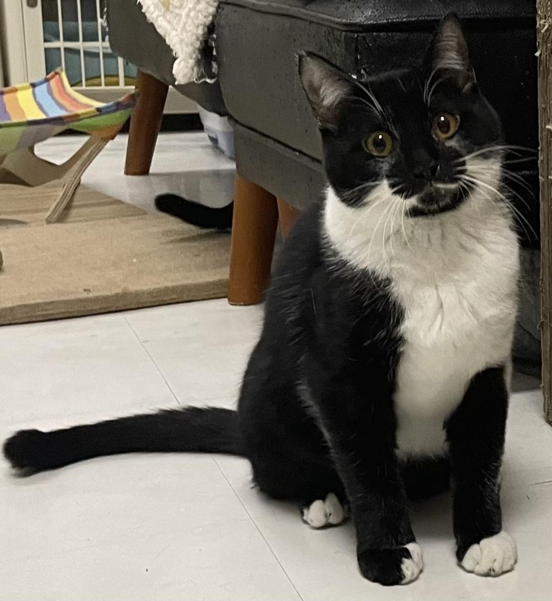 pet-image-2