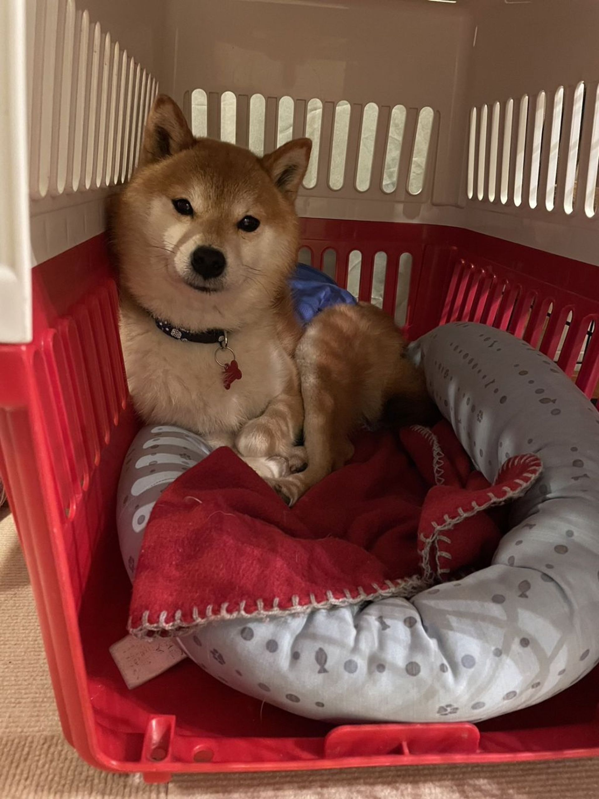 柴犬・オスの里親募集の写真