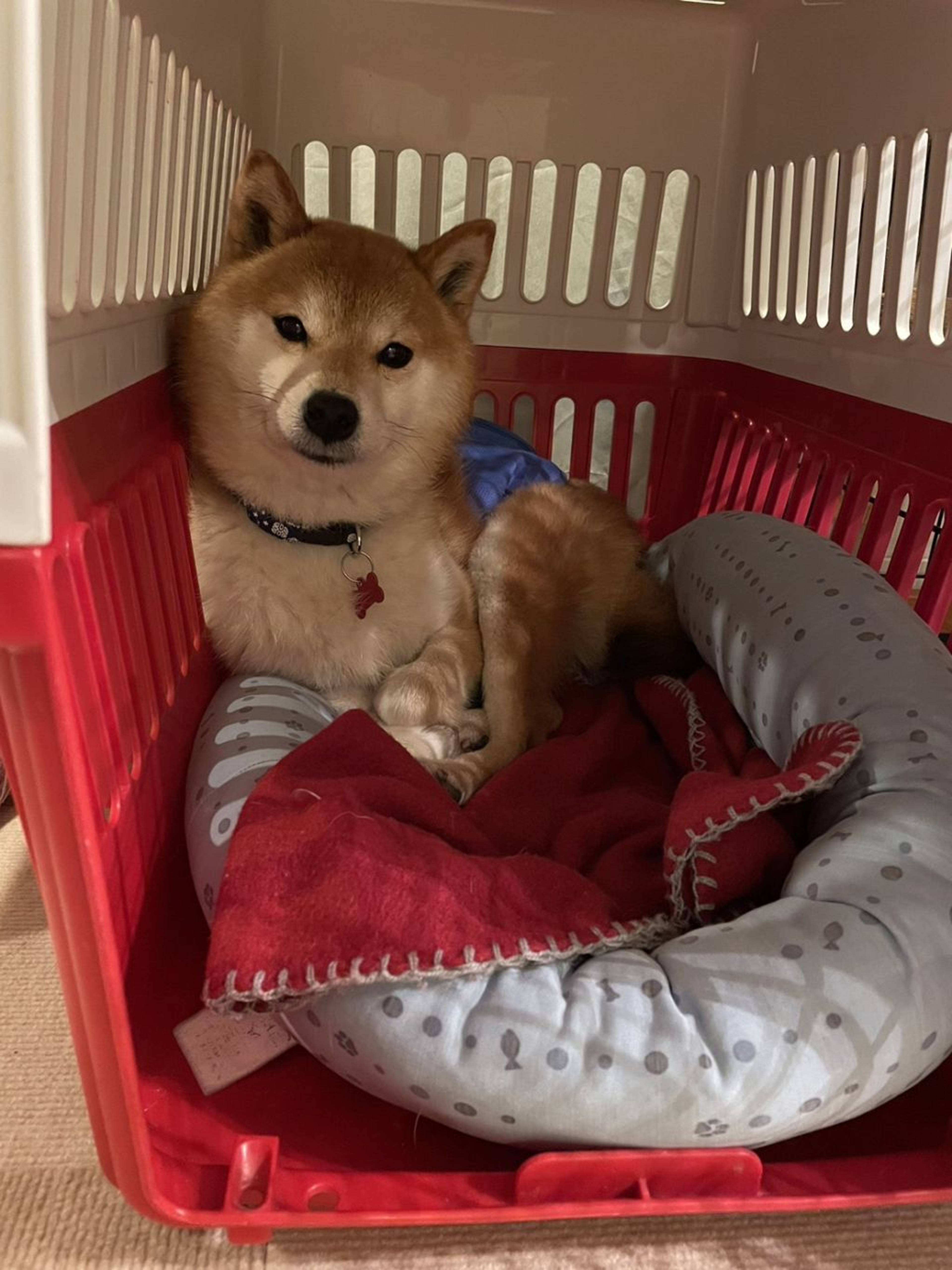 柴犬・オスの里親募集の写真