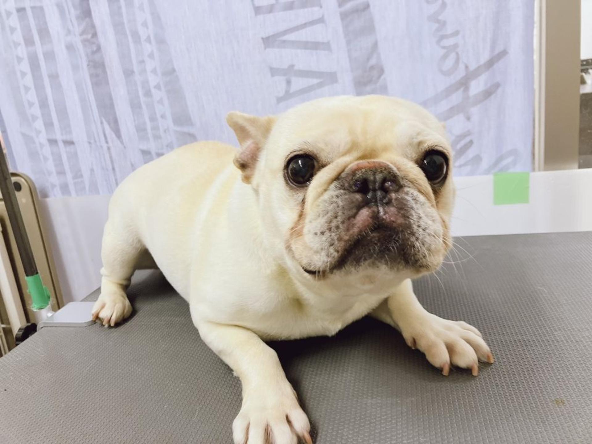 pet-image-2