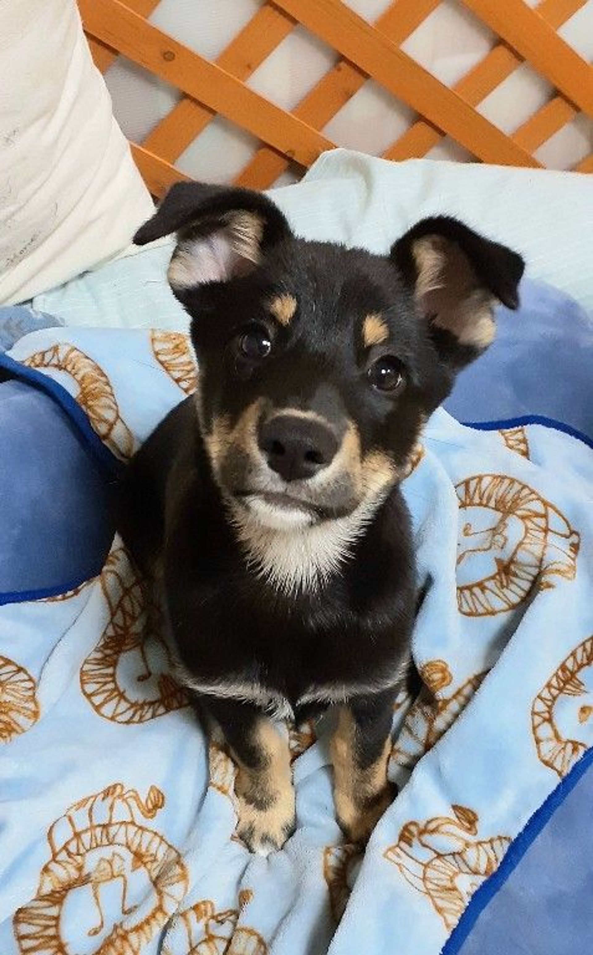 雑種（ミックス犬）・オスの里親募集の写真