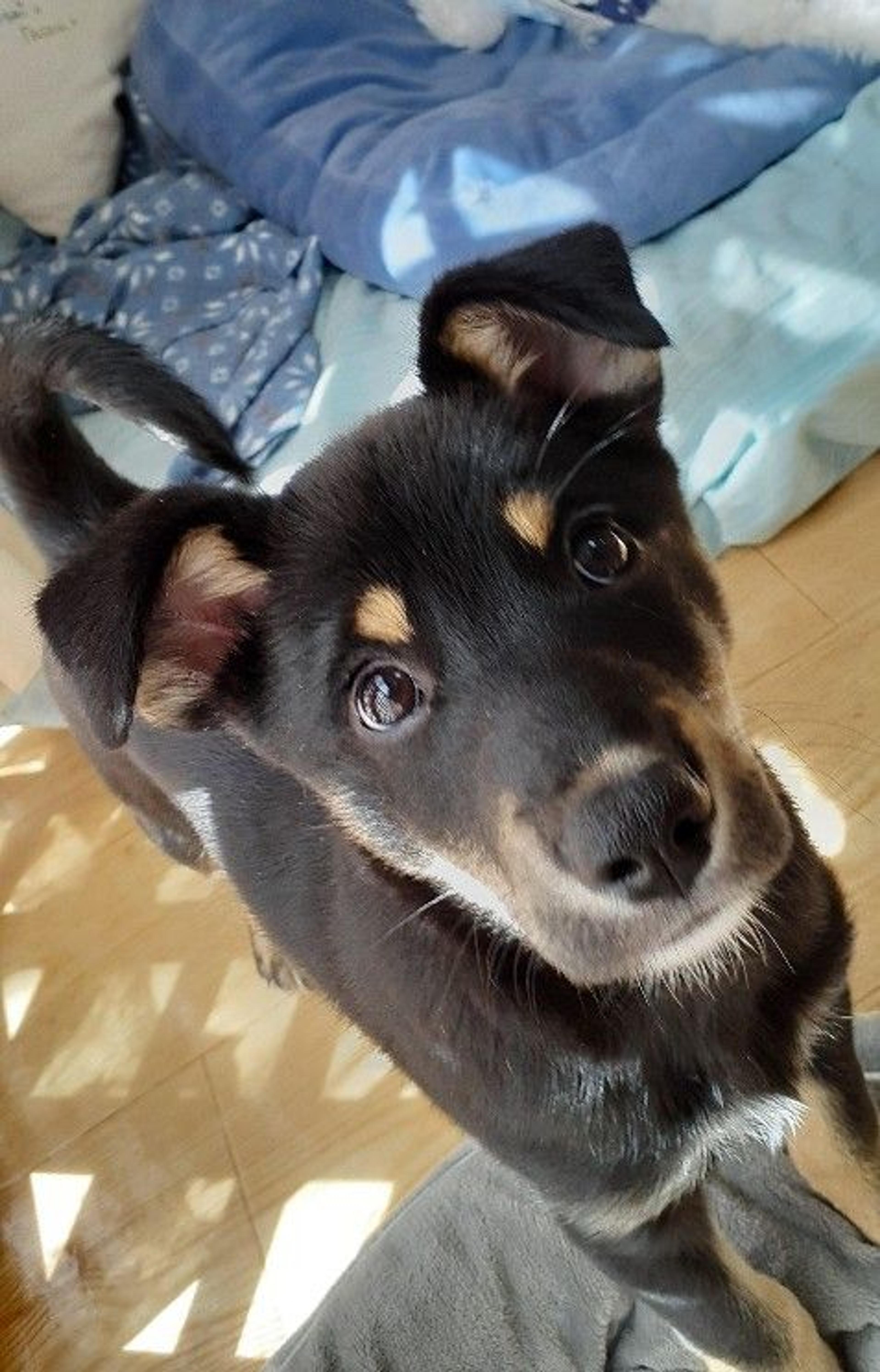 pet-image-6