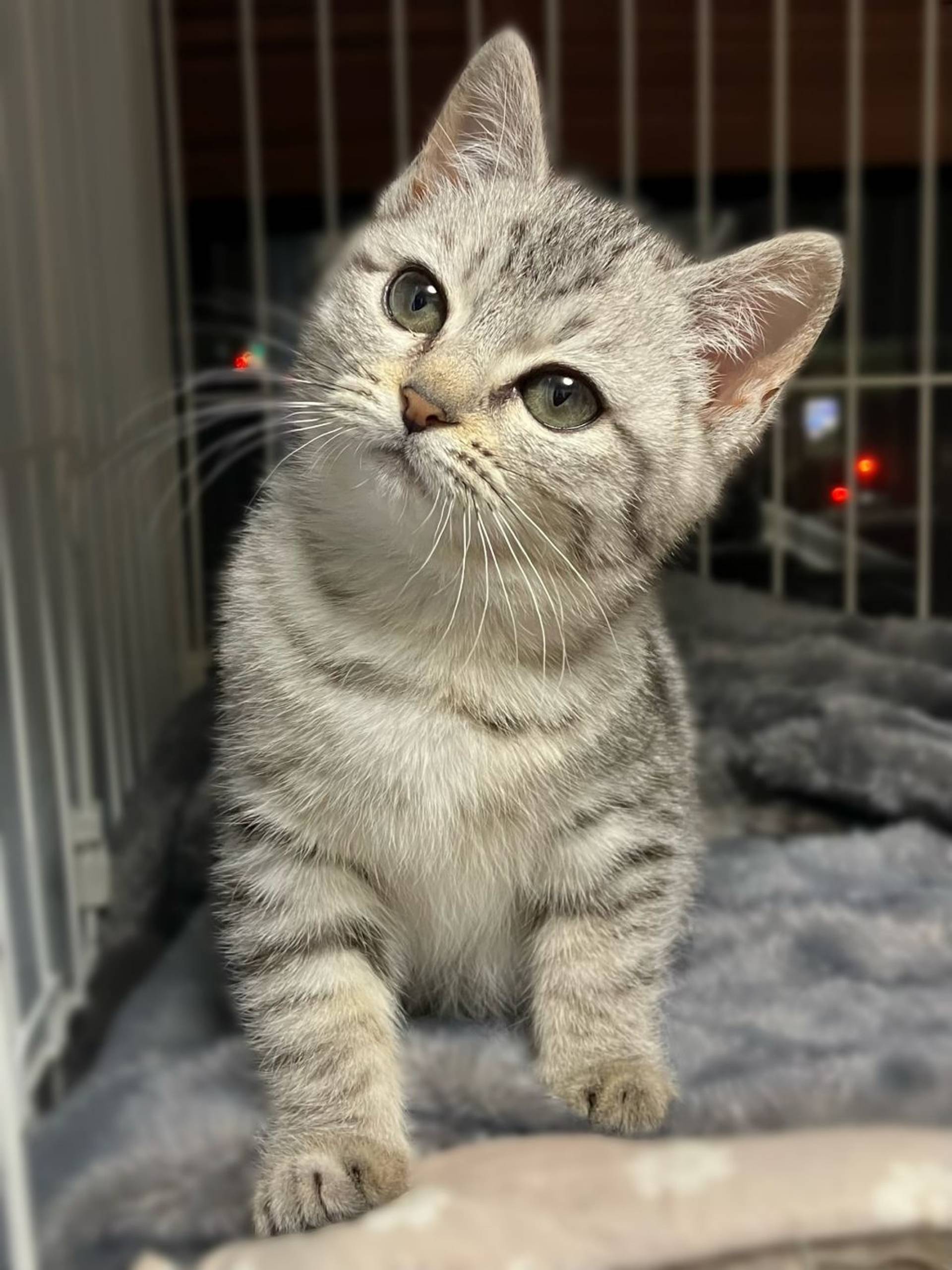 雑種（ミックス猫）・メスの里親募集の写真