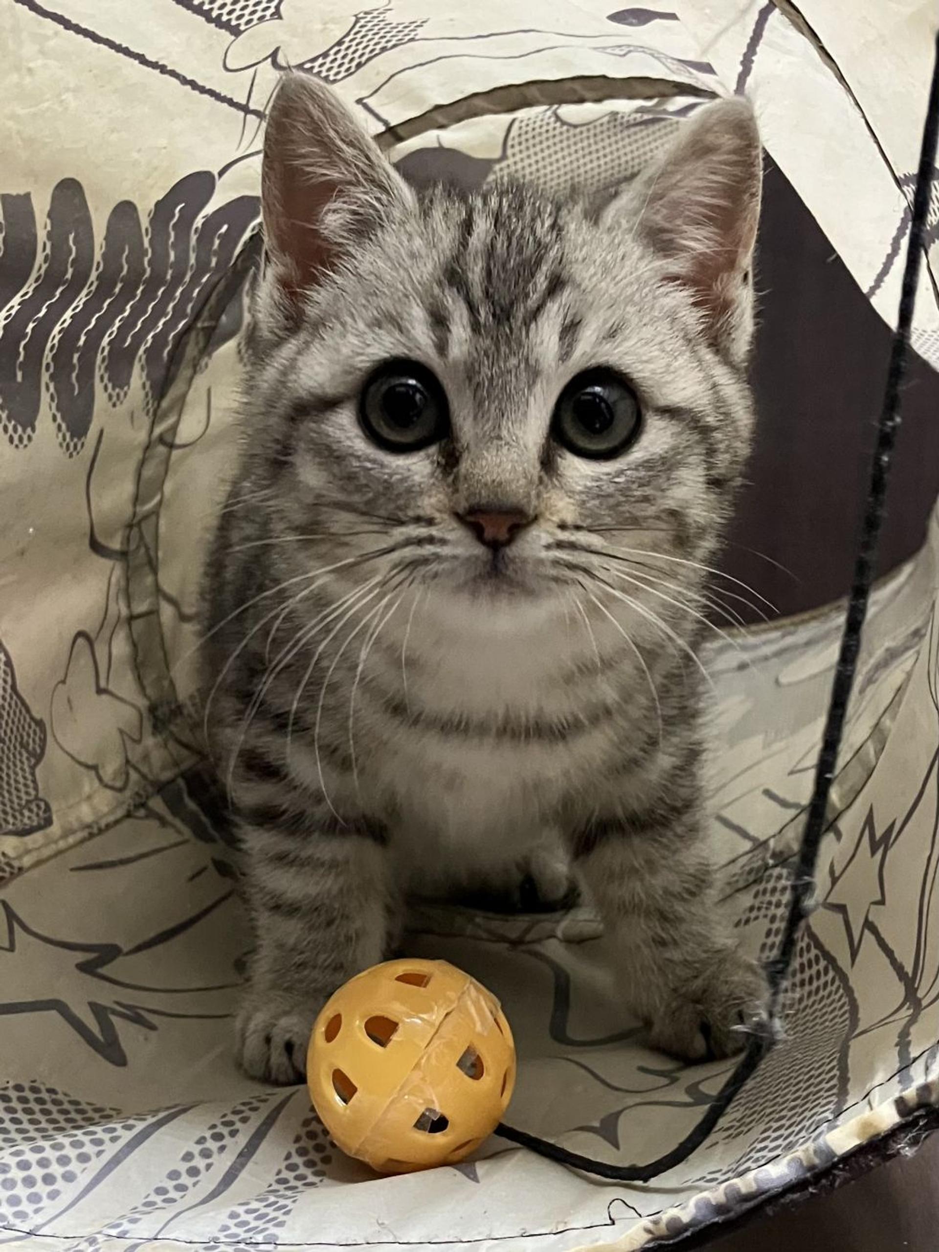 pet-image-4