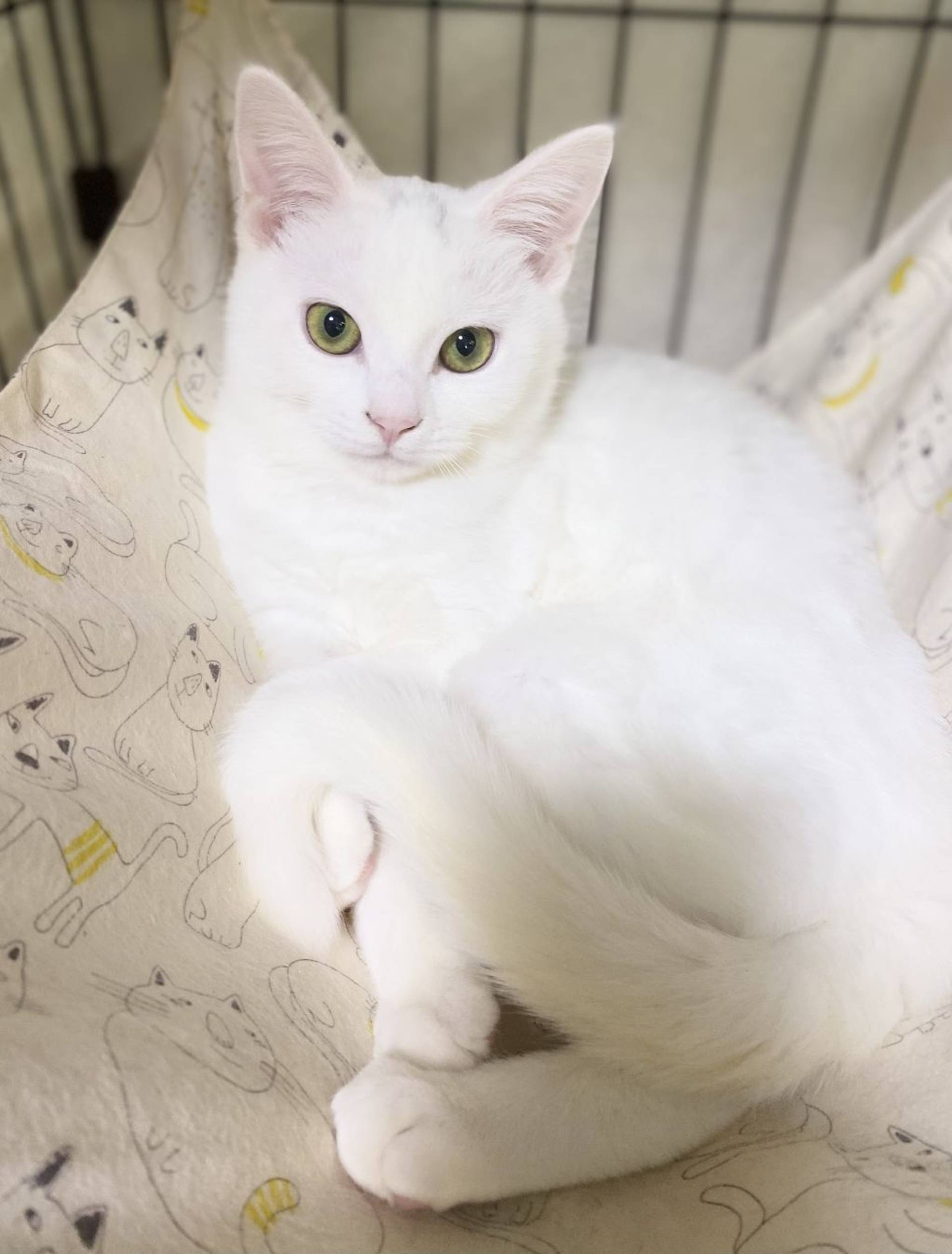 雑種（ミックス猫）・メスの里親募集の写真