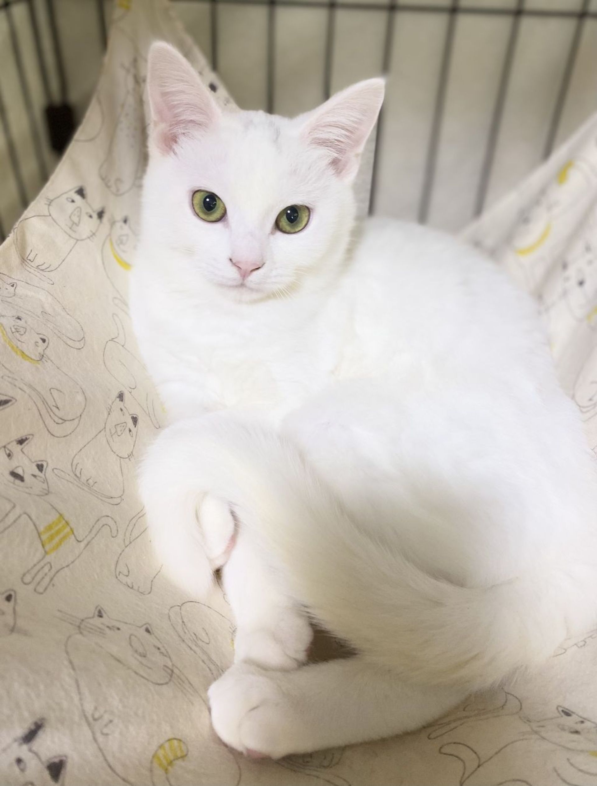 雑種（ミックス猫）・メスの里親募集の写真