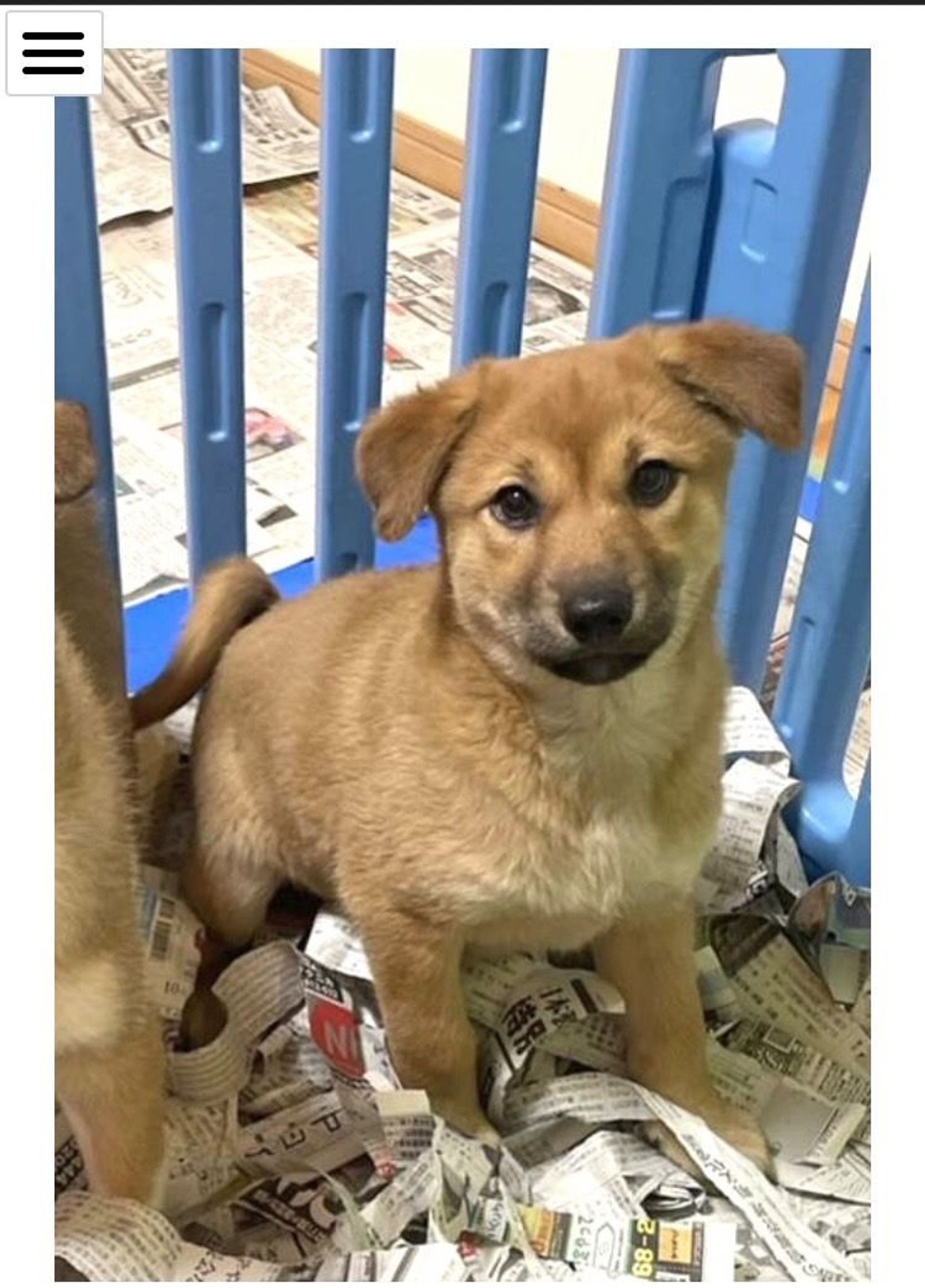 雑種（ミックス犬）・メスの里親募集の写真