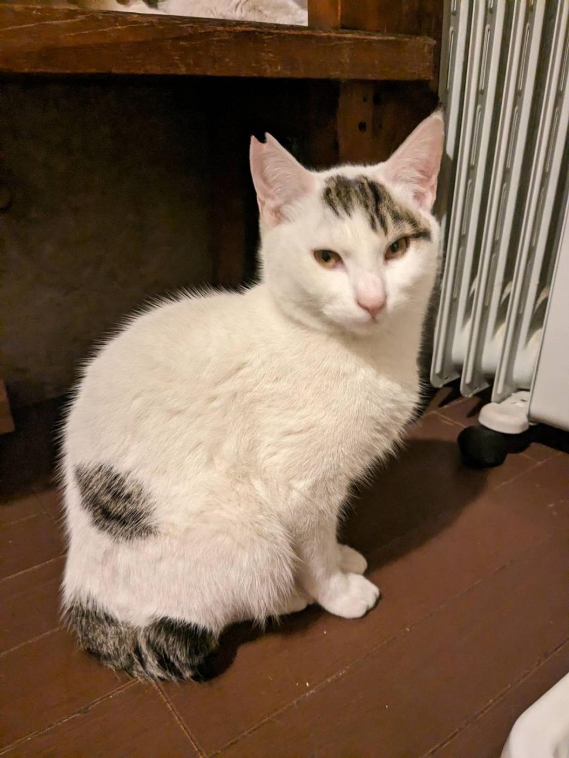 pet-image-2