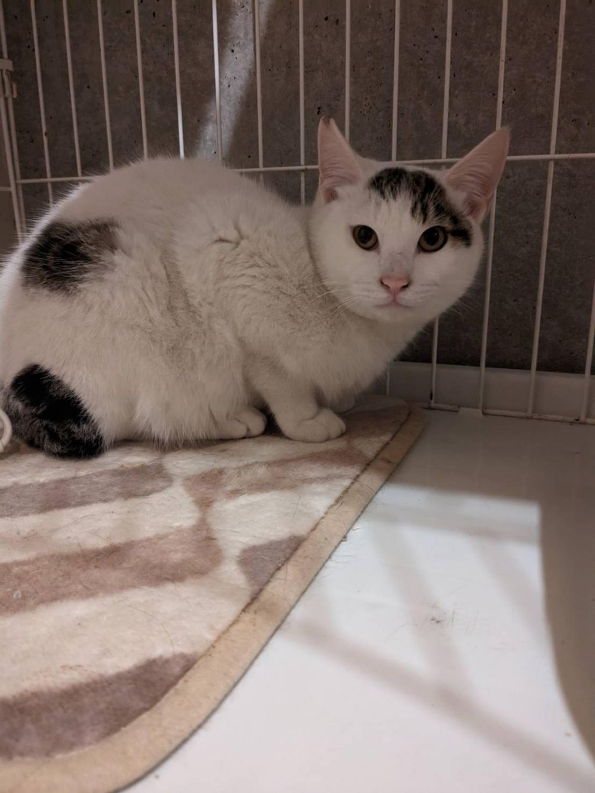 pet-image-3