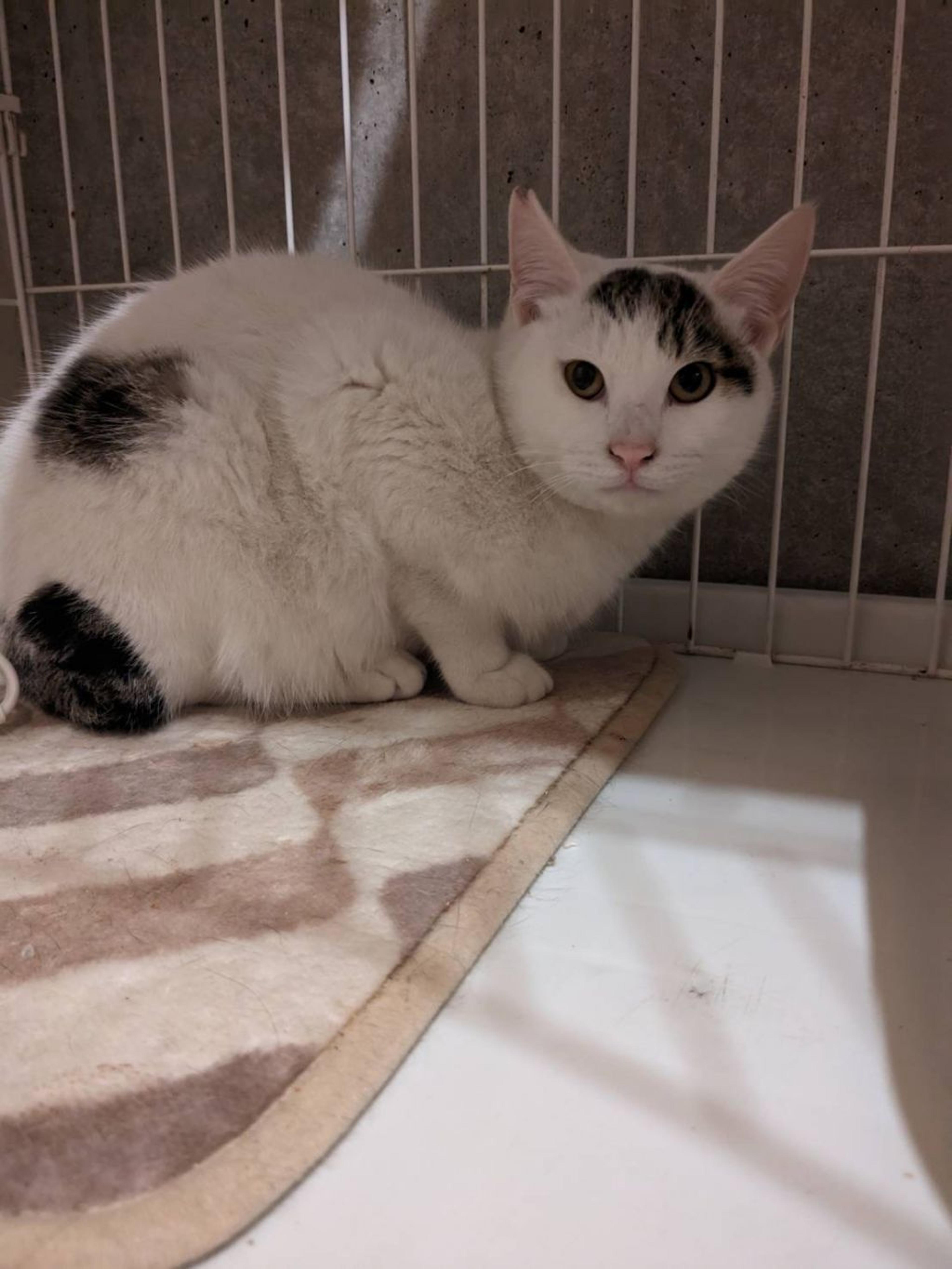 pet-image-3