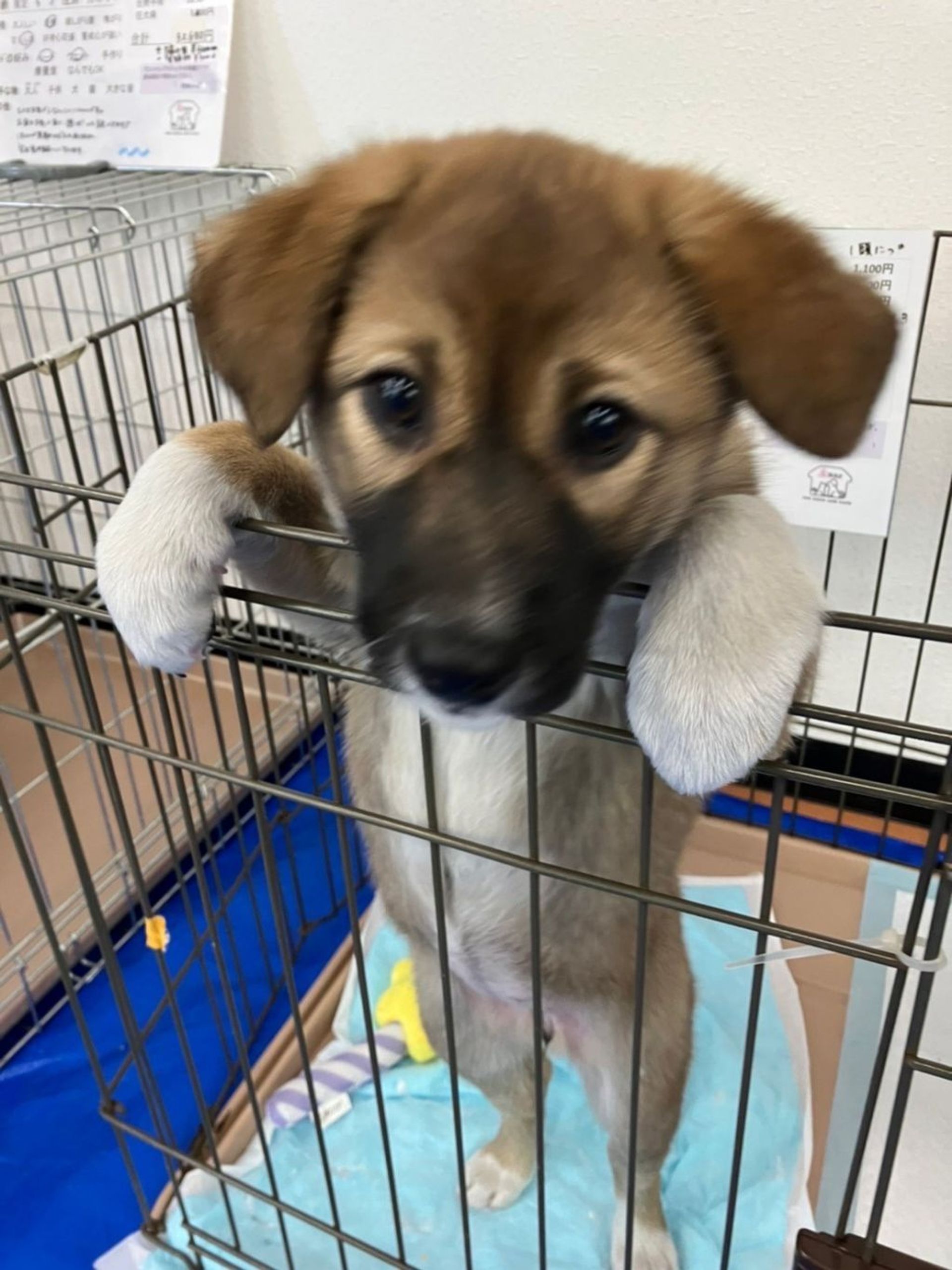 雑種（ミックス犬）・メスの里親募集の写真