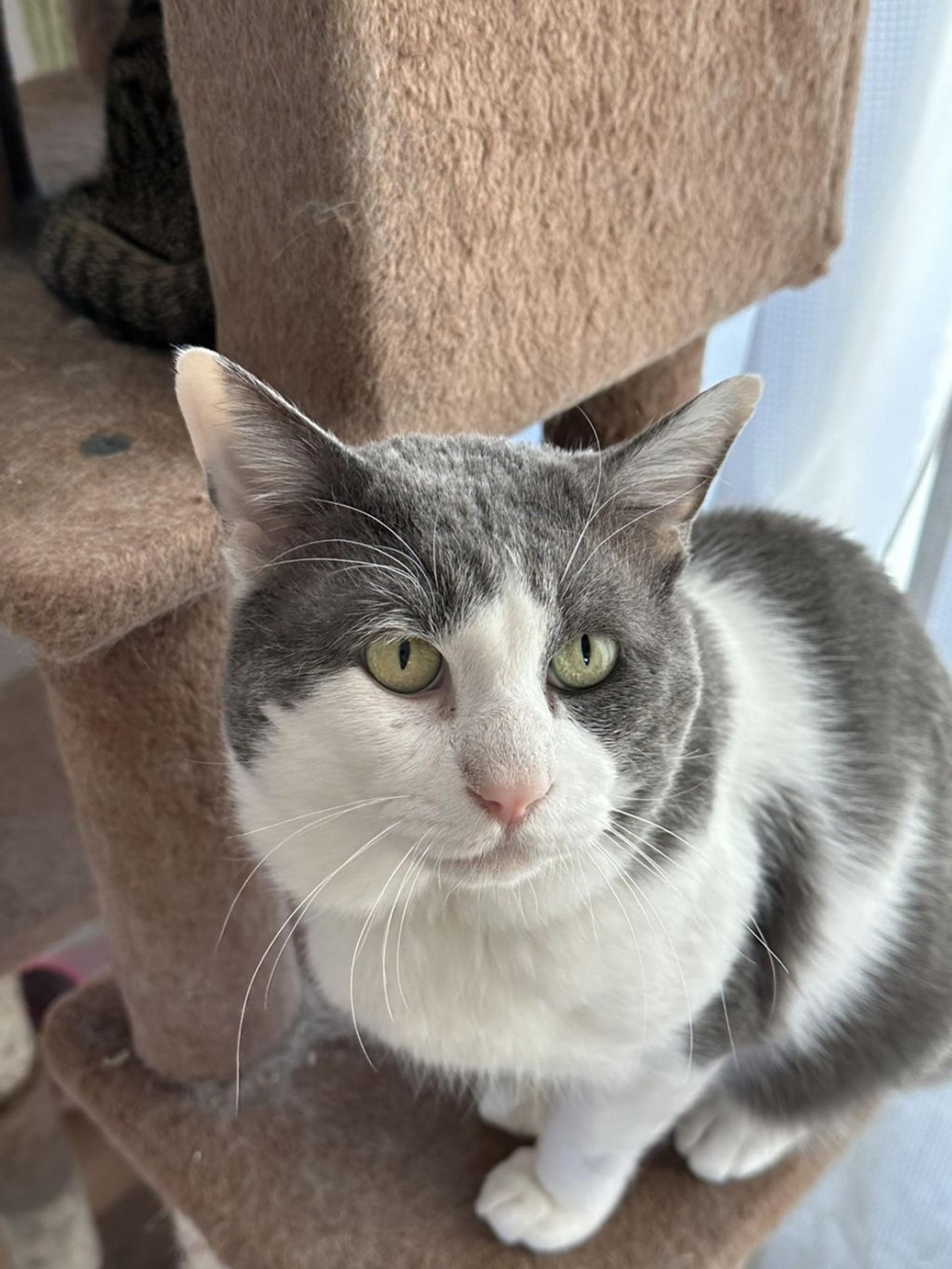 pet-image-2