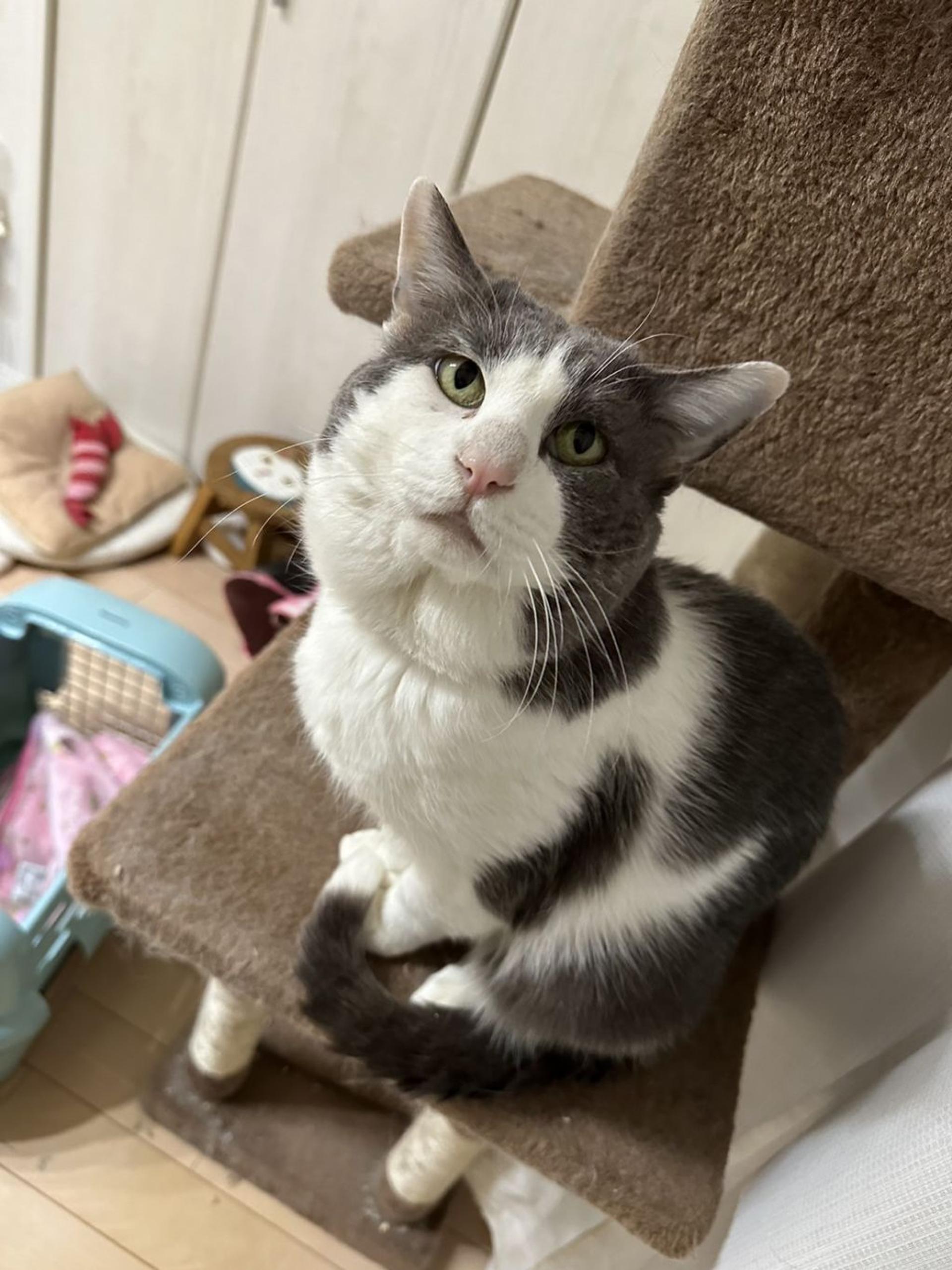 pet-image-3