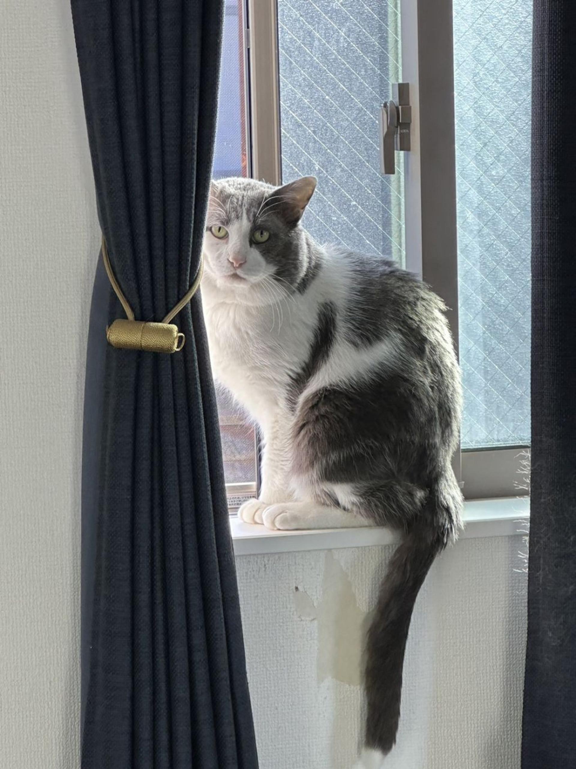 pet-image-4