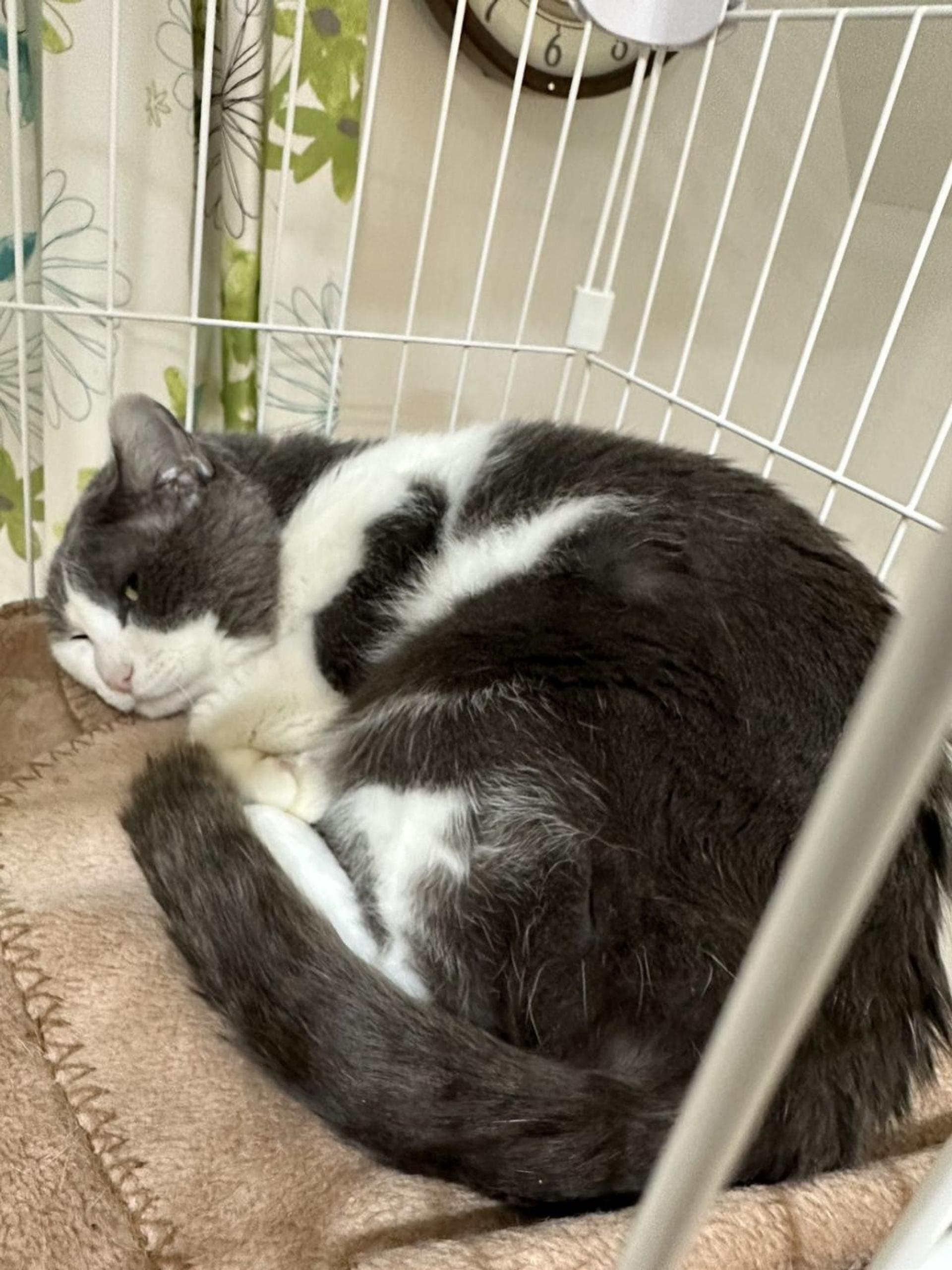 pet-image-5