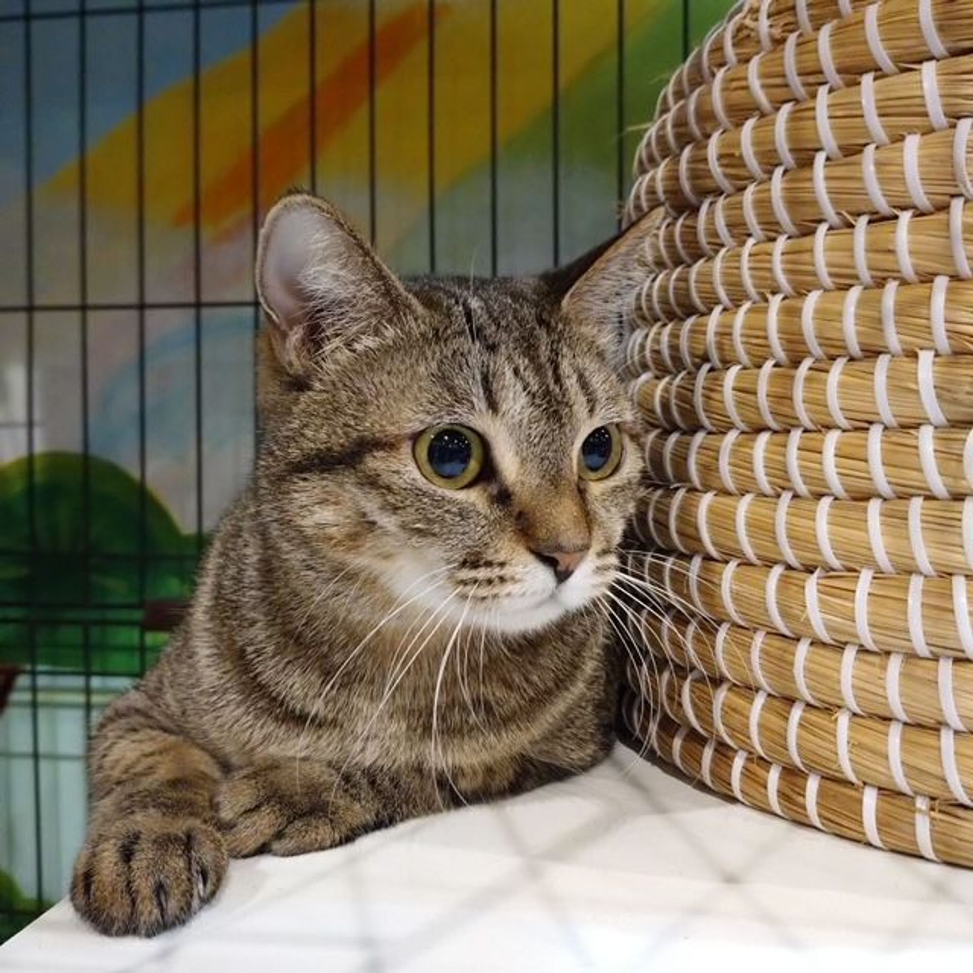 雑種（ミックス猫）・メスの里親募集の写真