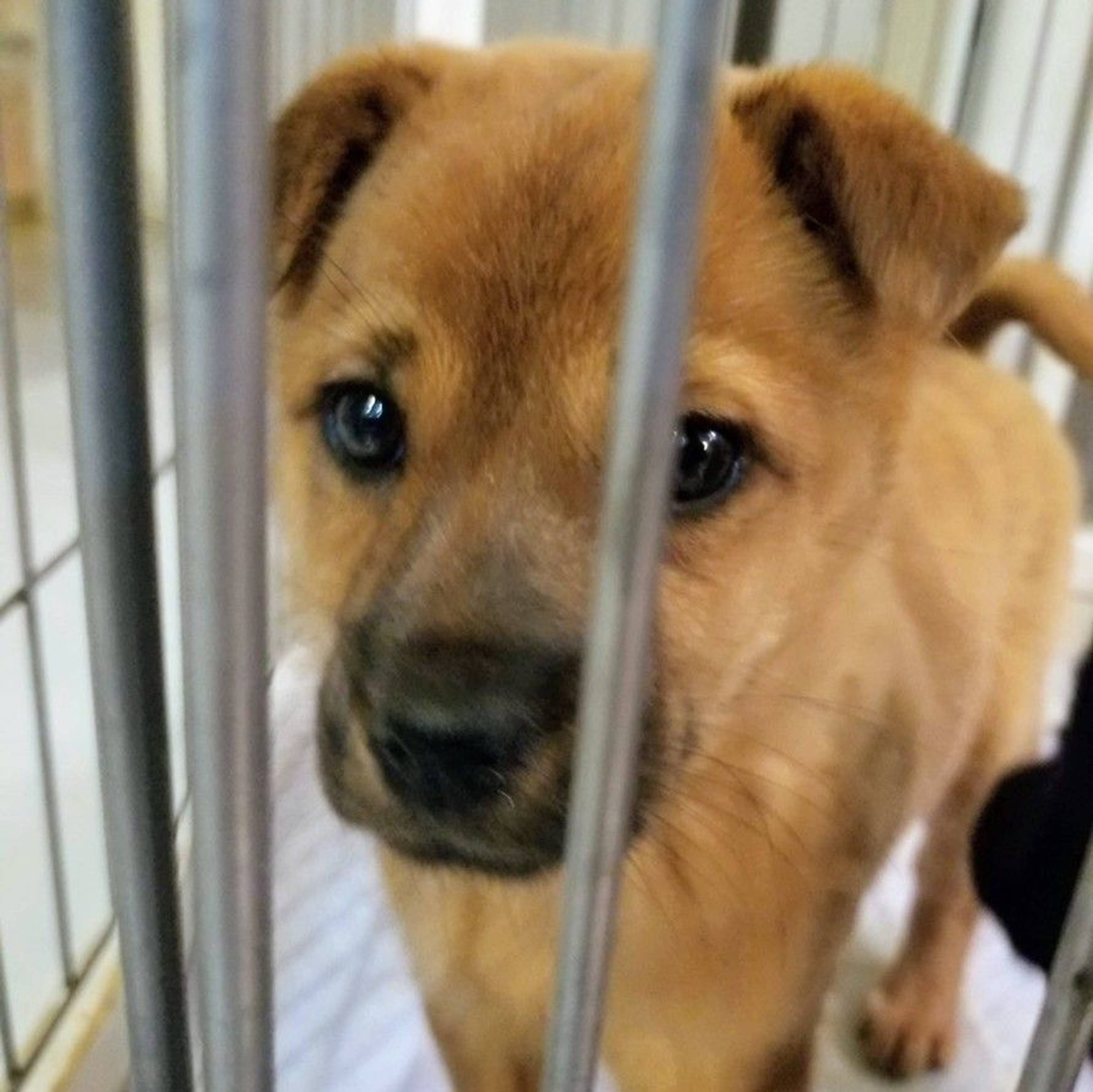 雑種（ミックス犬）・メスの里親募集の写真