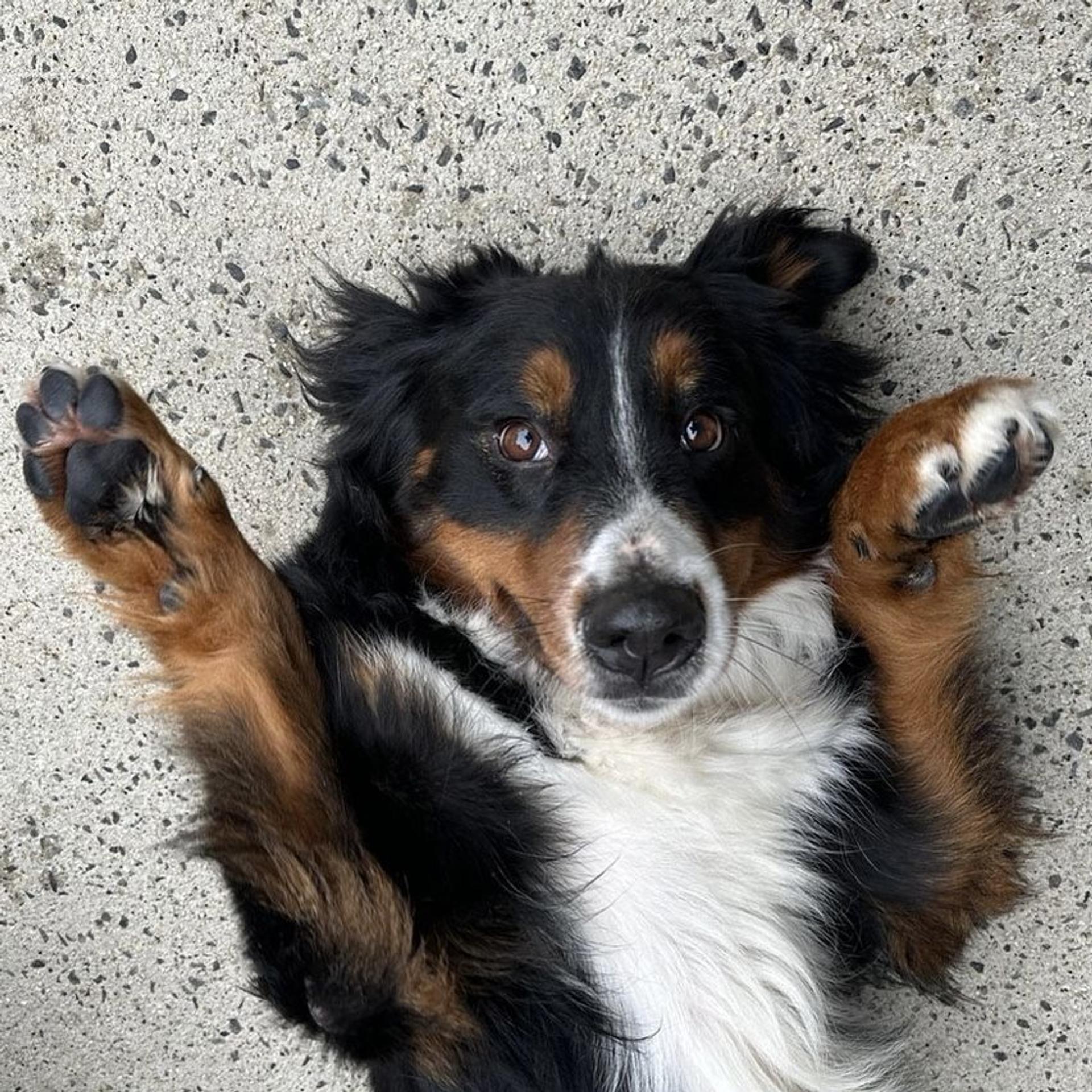 pet-image-2