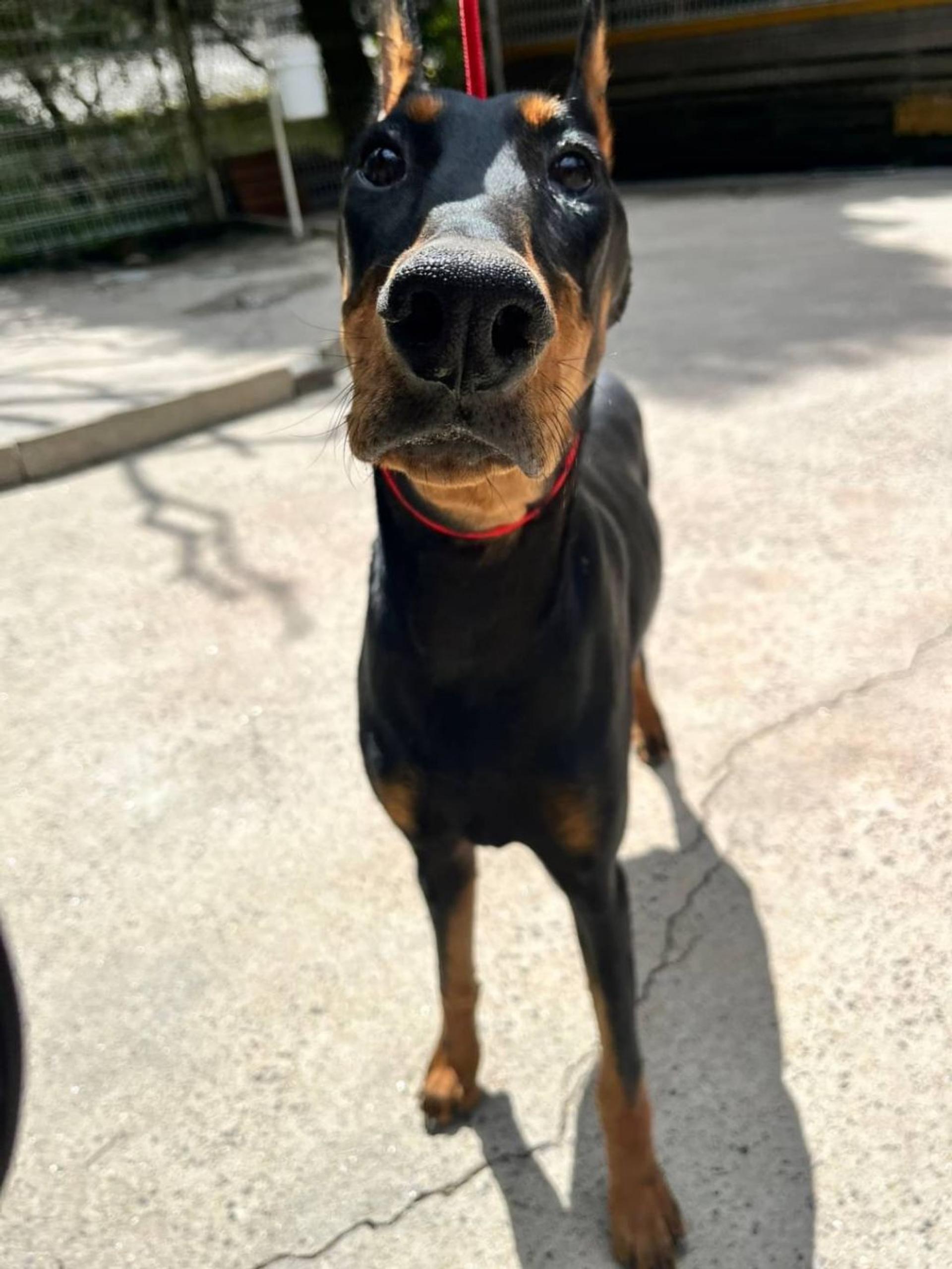 pet-image-3