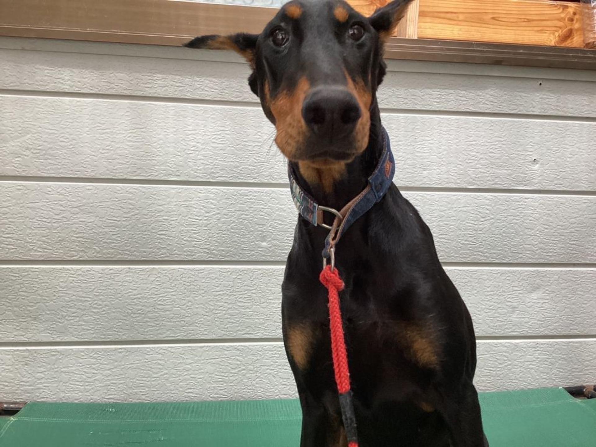 pet-image-9