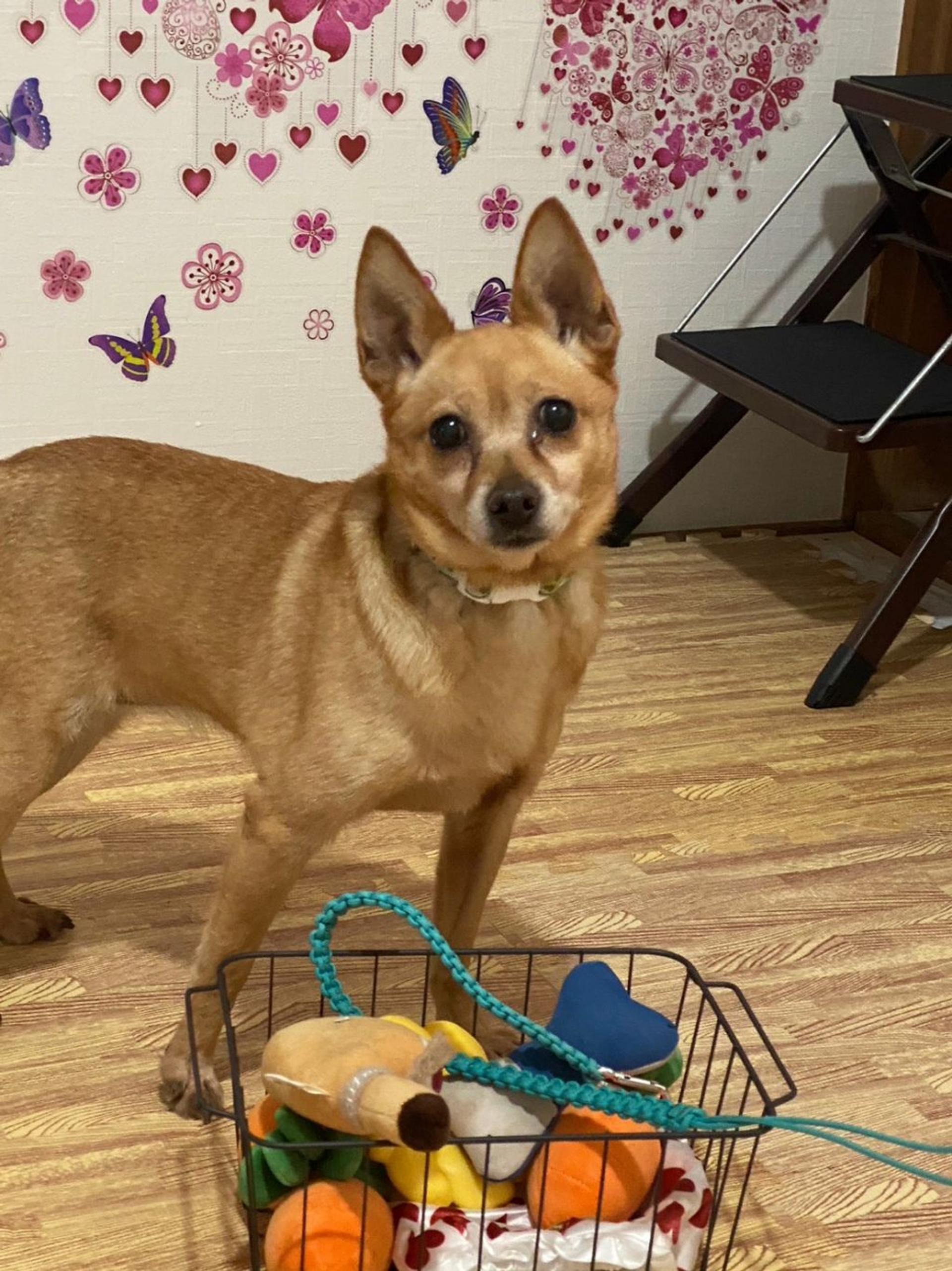 pet-image-4