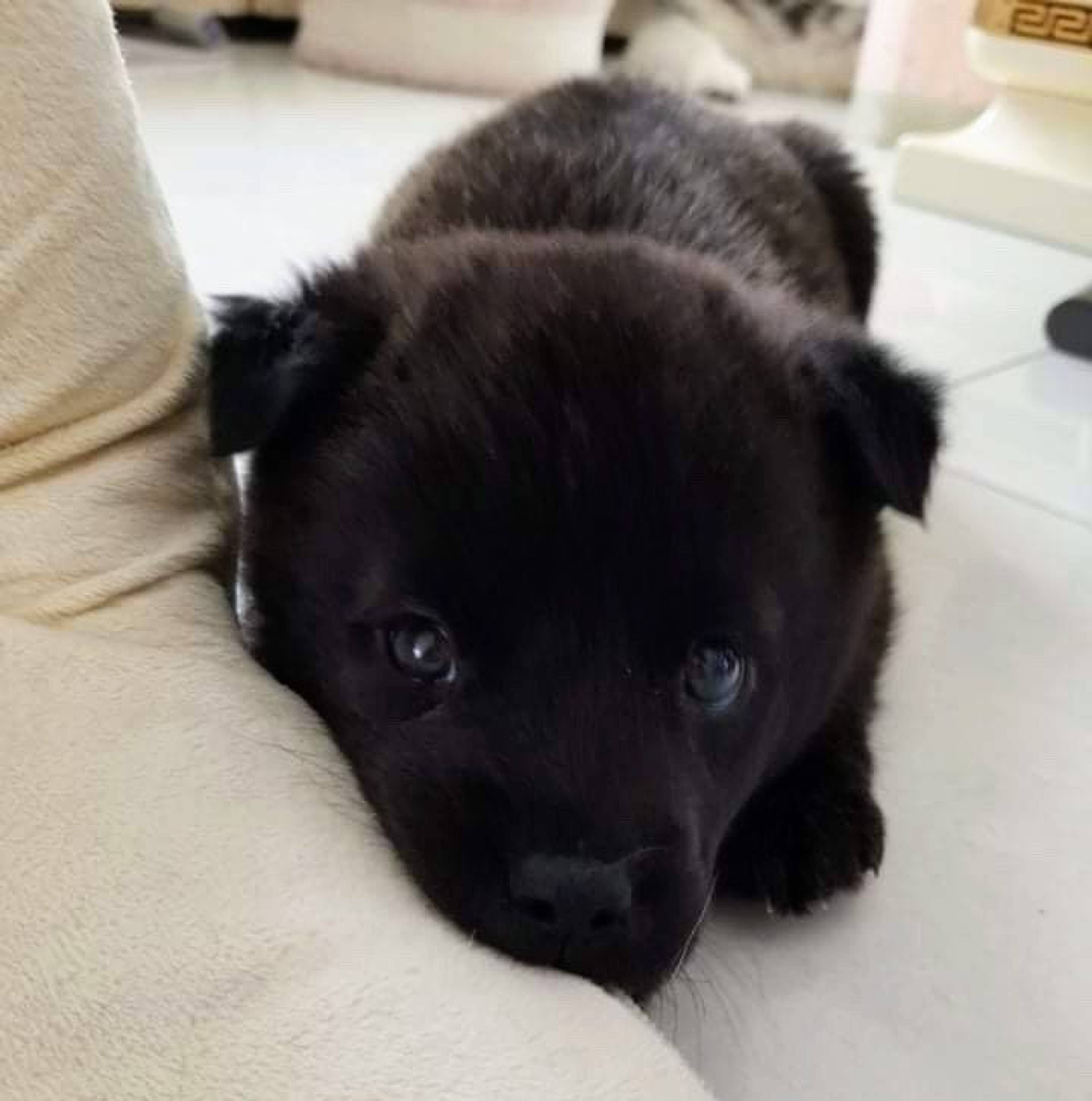 雑種（ミックス犬）・オスの里親募集の写真